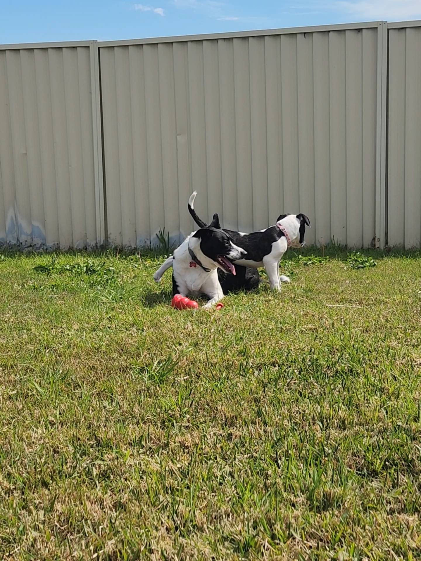 Wiggly Bum Doggy Daycare — Pet Groomers
