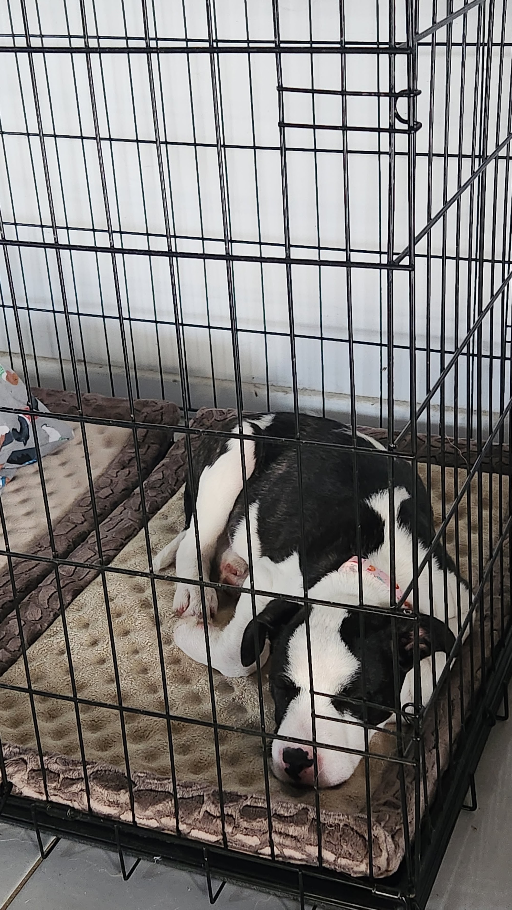 Wiggly Bum Doggy Daycare