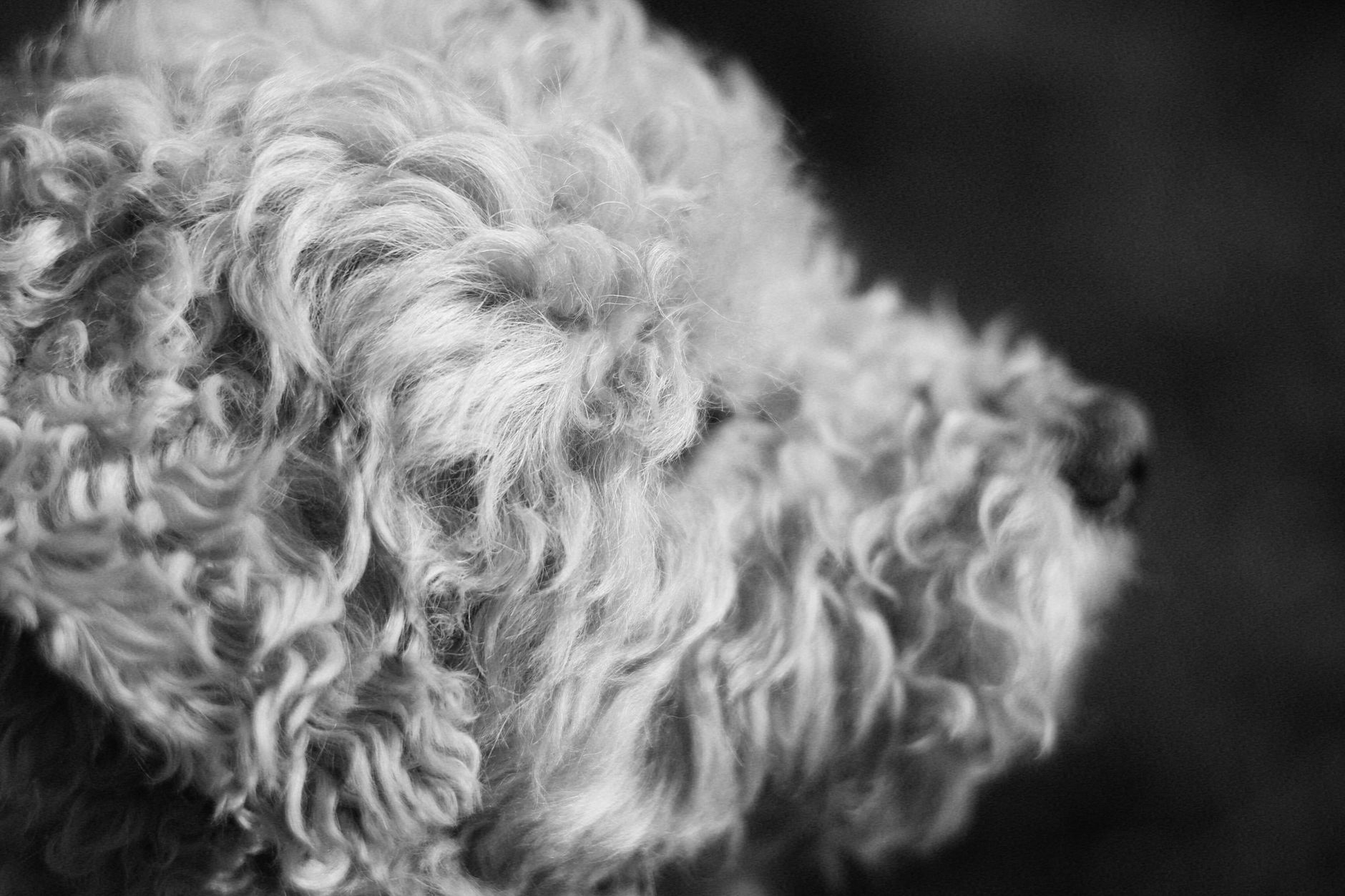 Branxton Barbers