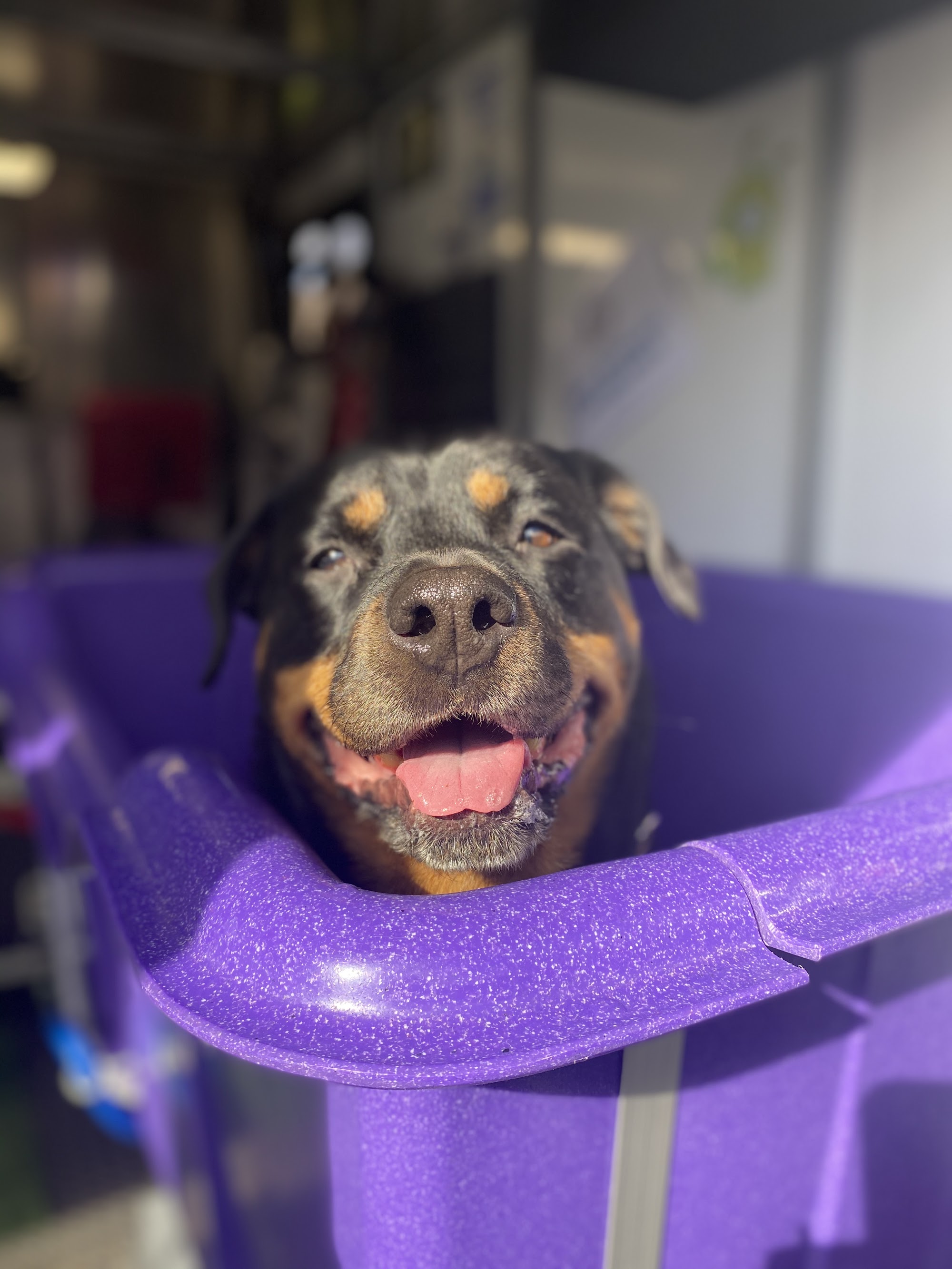 Puppy Express Pet Services — Pet Groomers