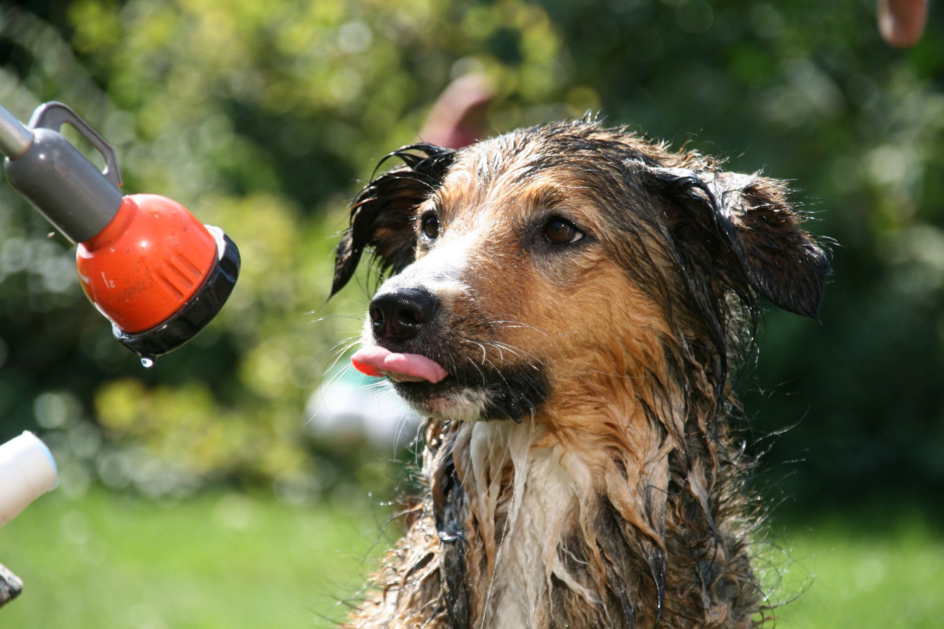 Puppy Express Pet Services