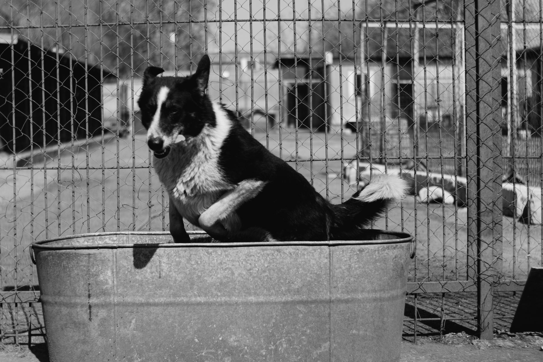 Puppy Express Pet Services