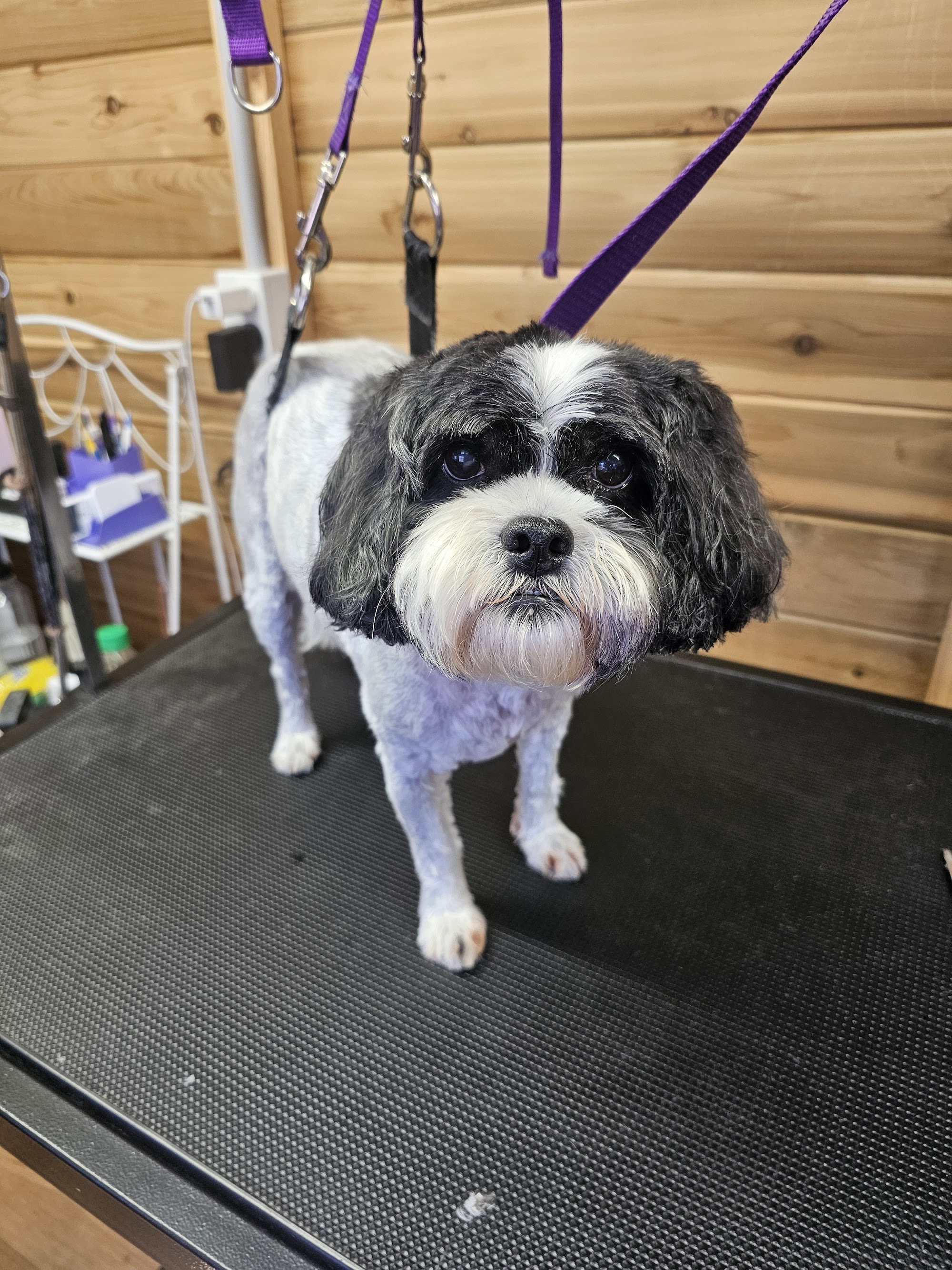 Fur King Groomer — Pet Groomers