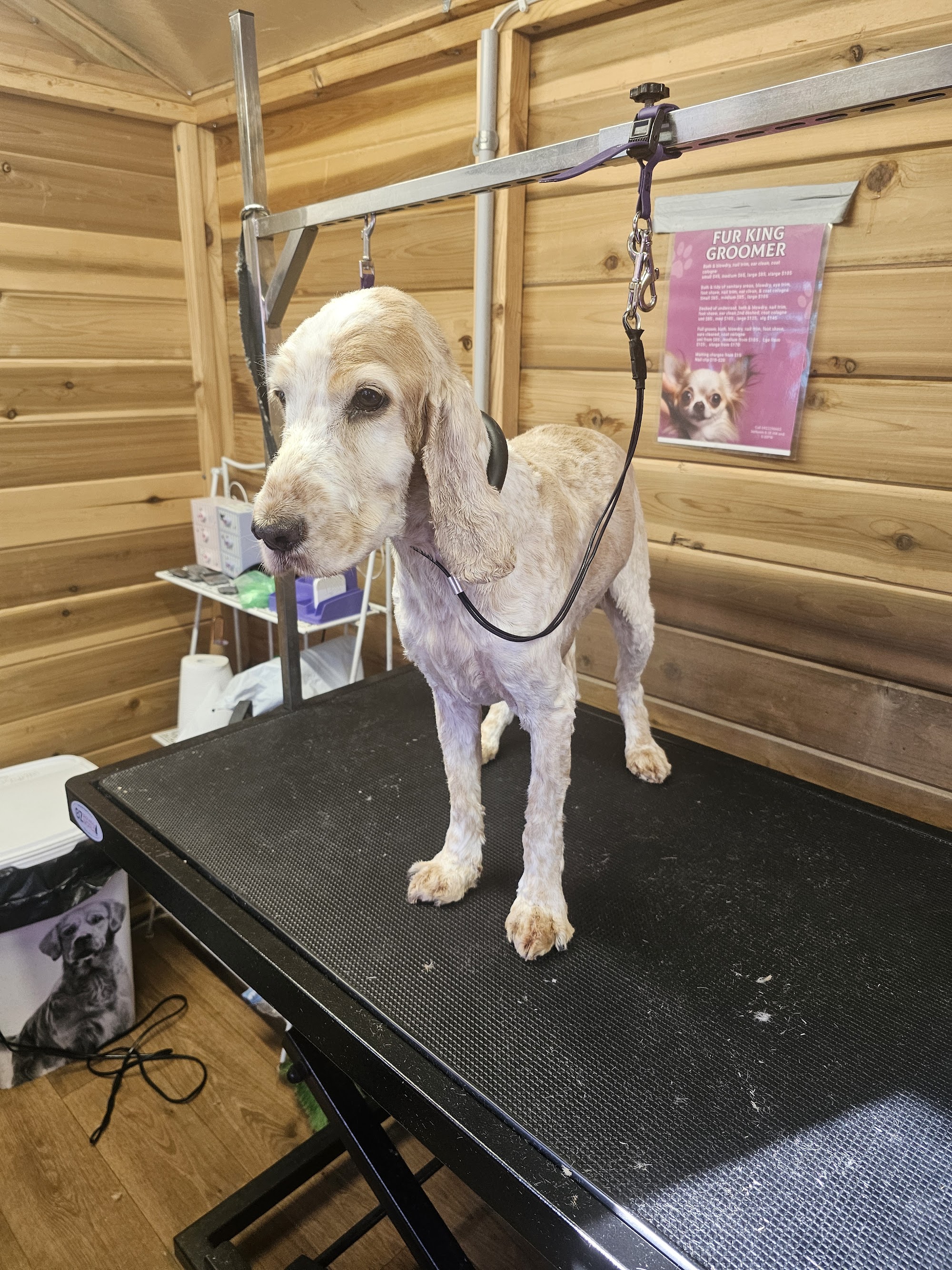 Fur King Groomer