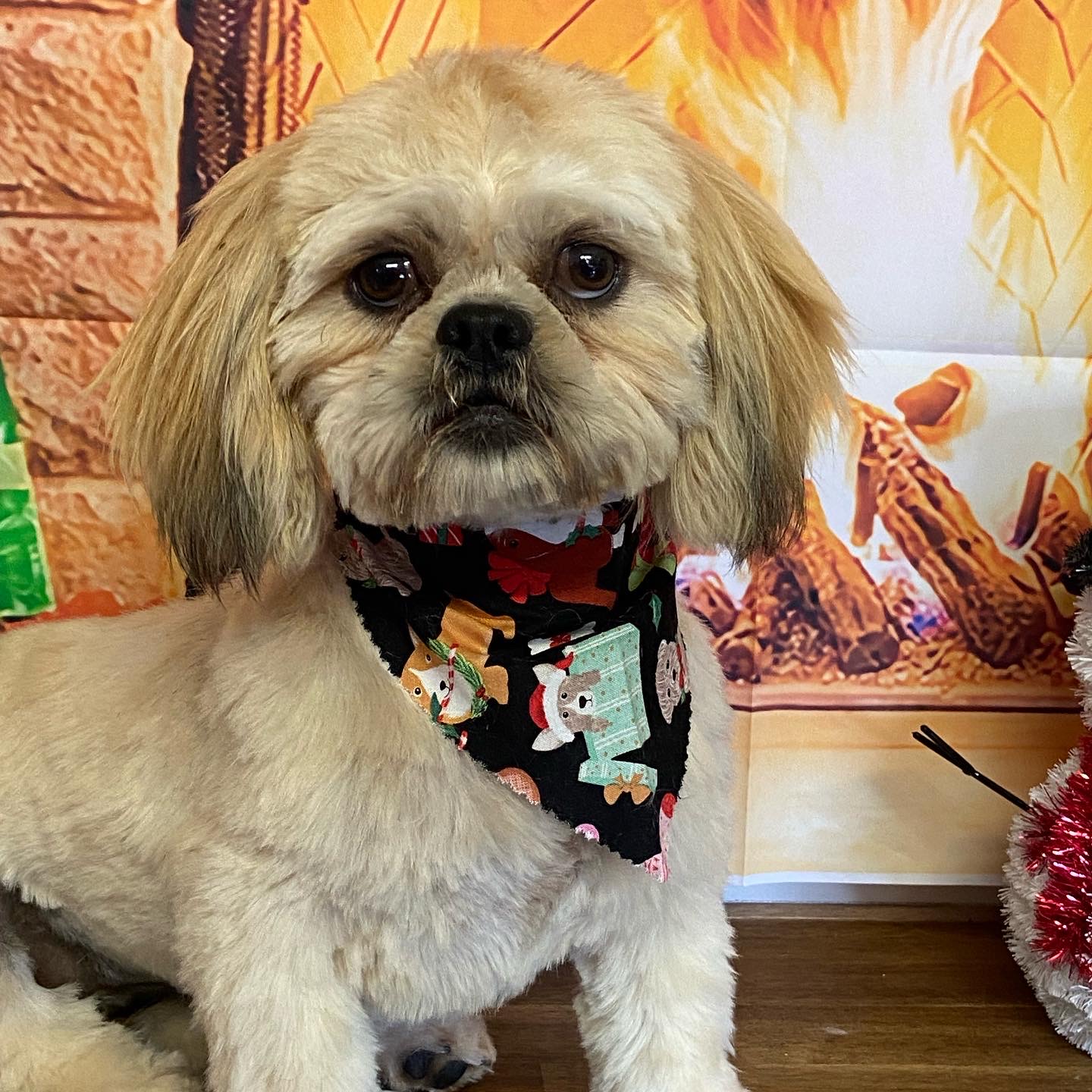 The Pet Parlour — Pet Groomers