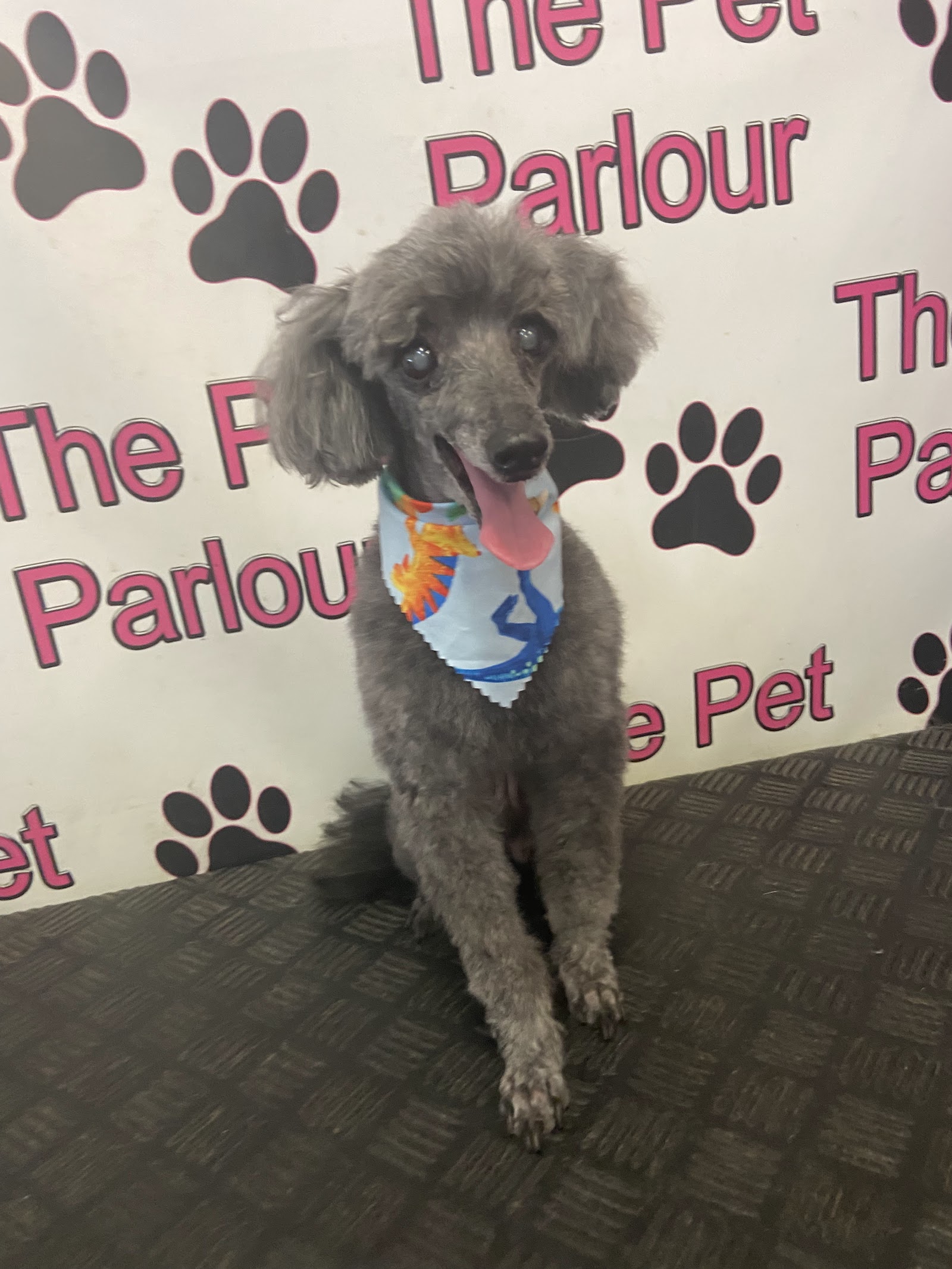 The Pet Parlour