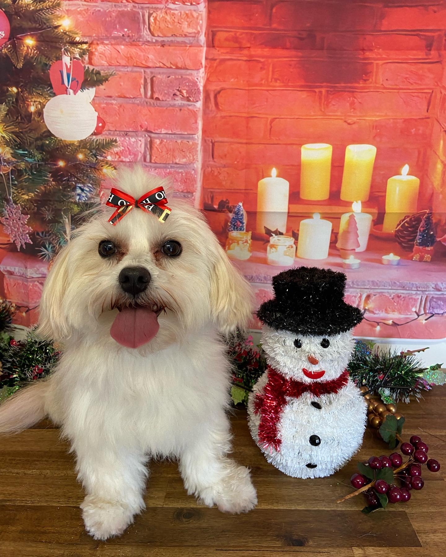 The Pet Parlour