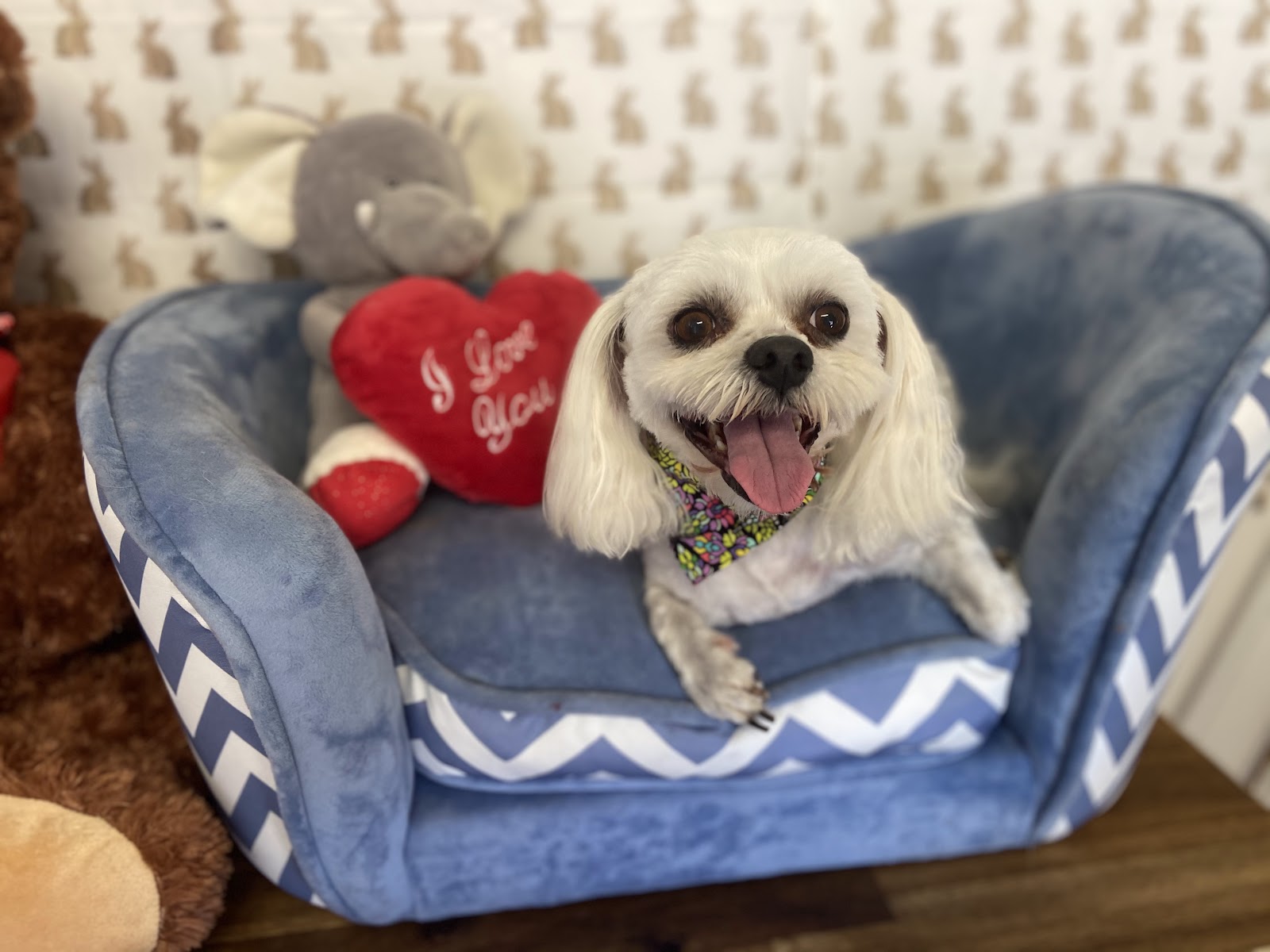 The Pet Parlour