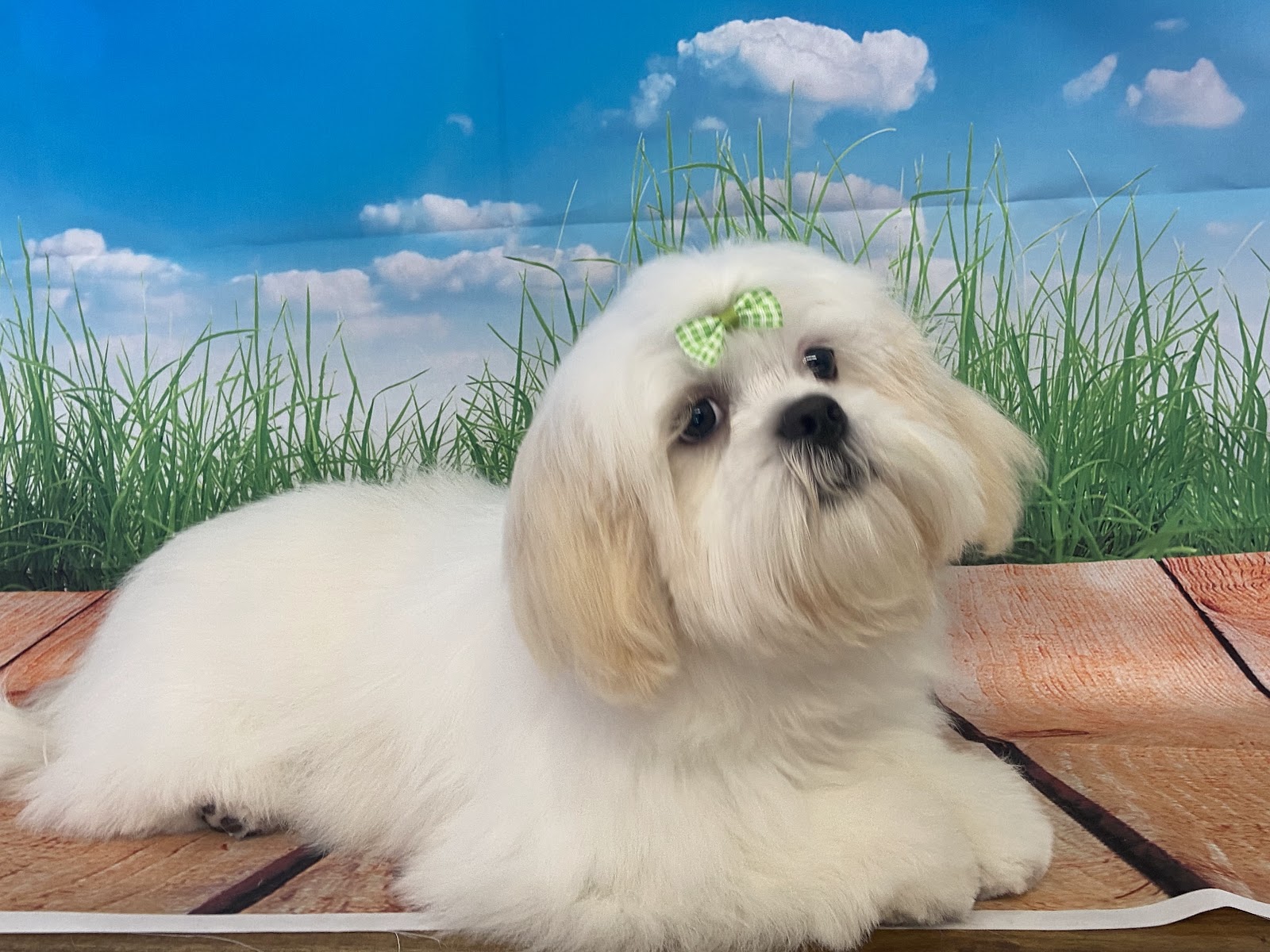 The Pet Parlour