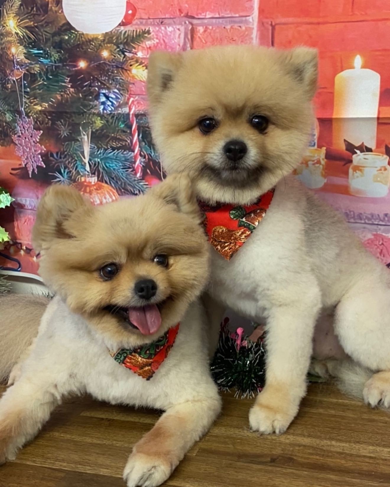 The Pet Parlour