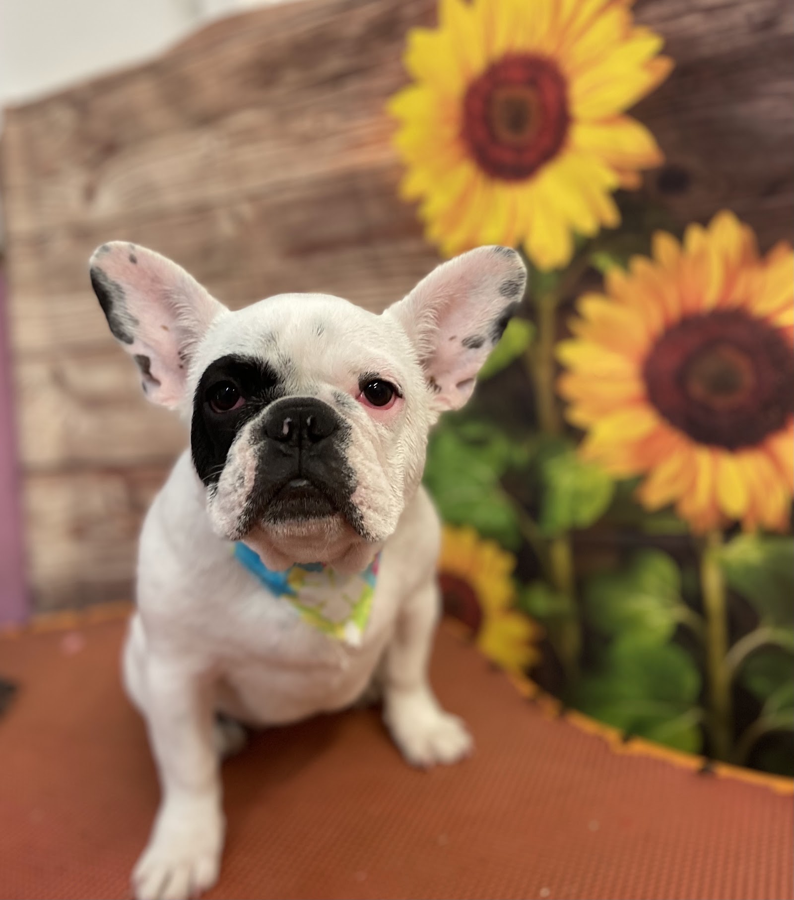 The Pet Parlour