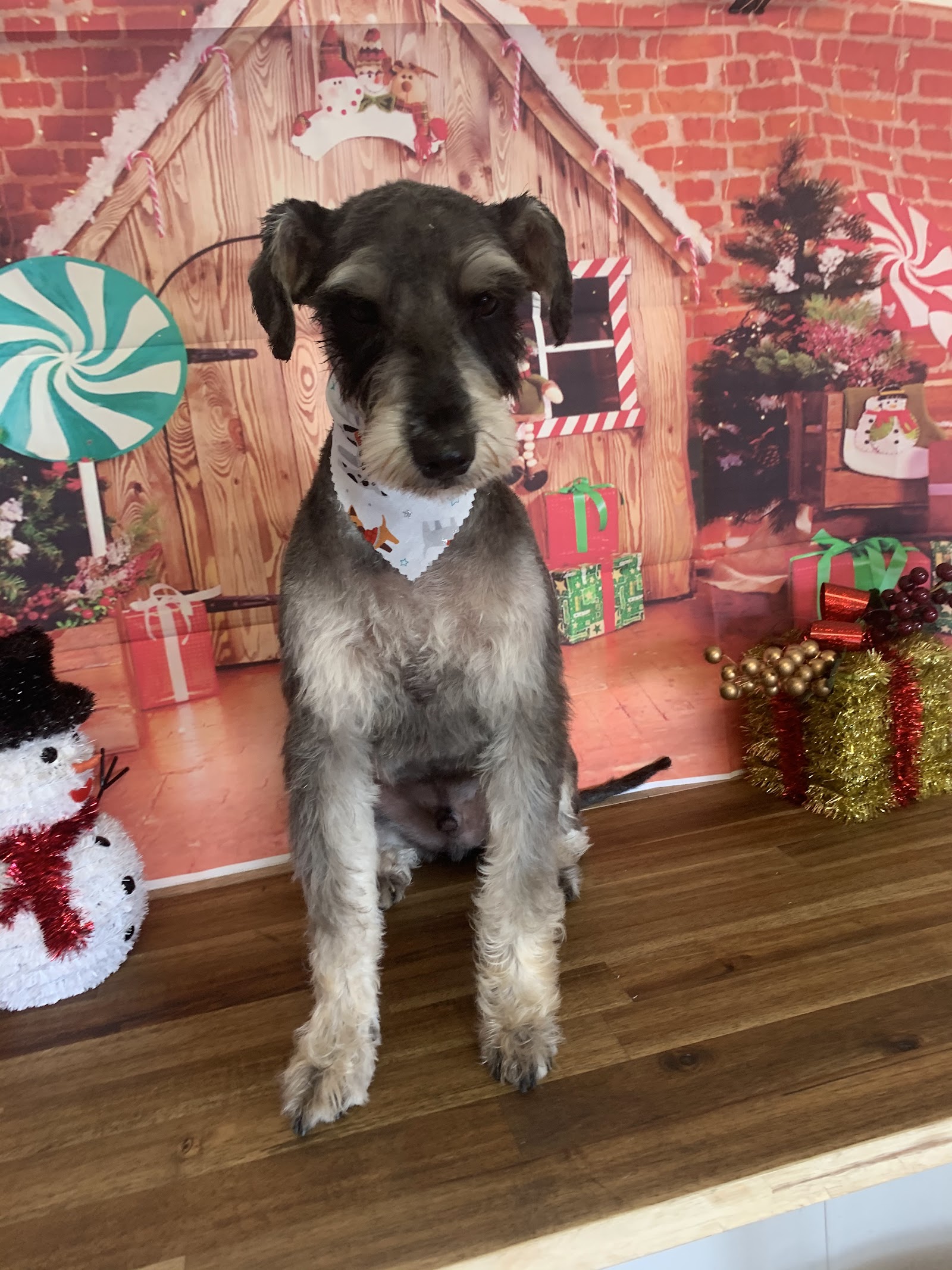 The Pet Parlour