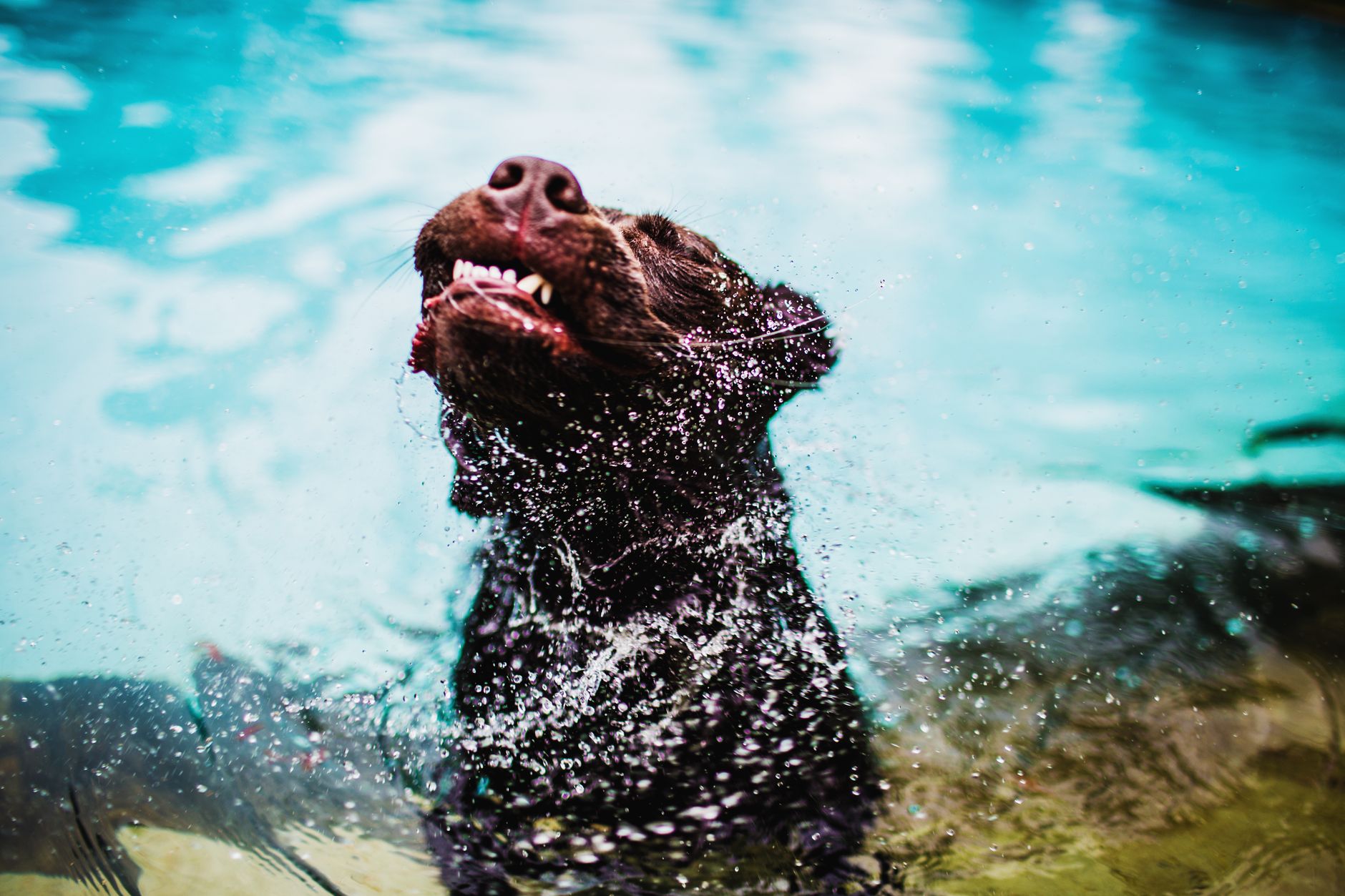 Pets R Us Raymond Terrace