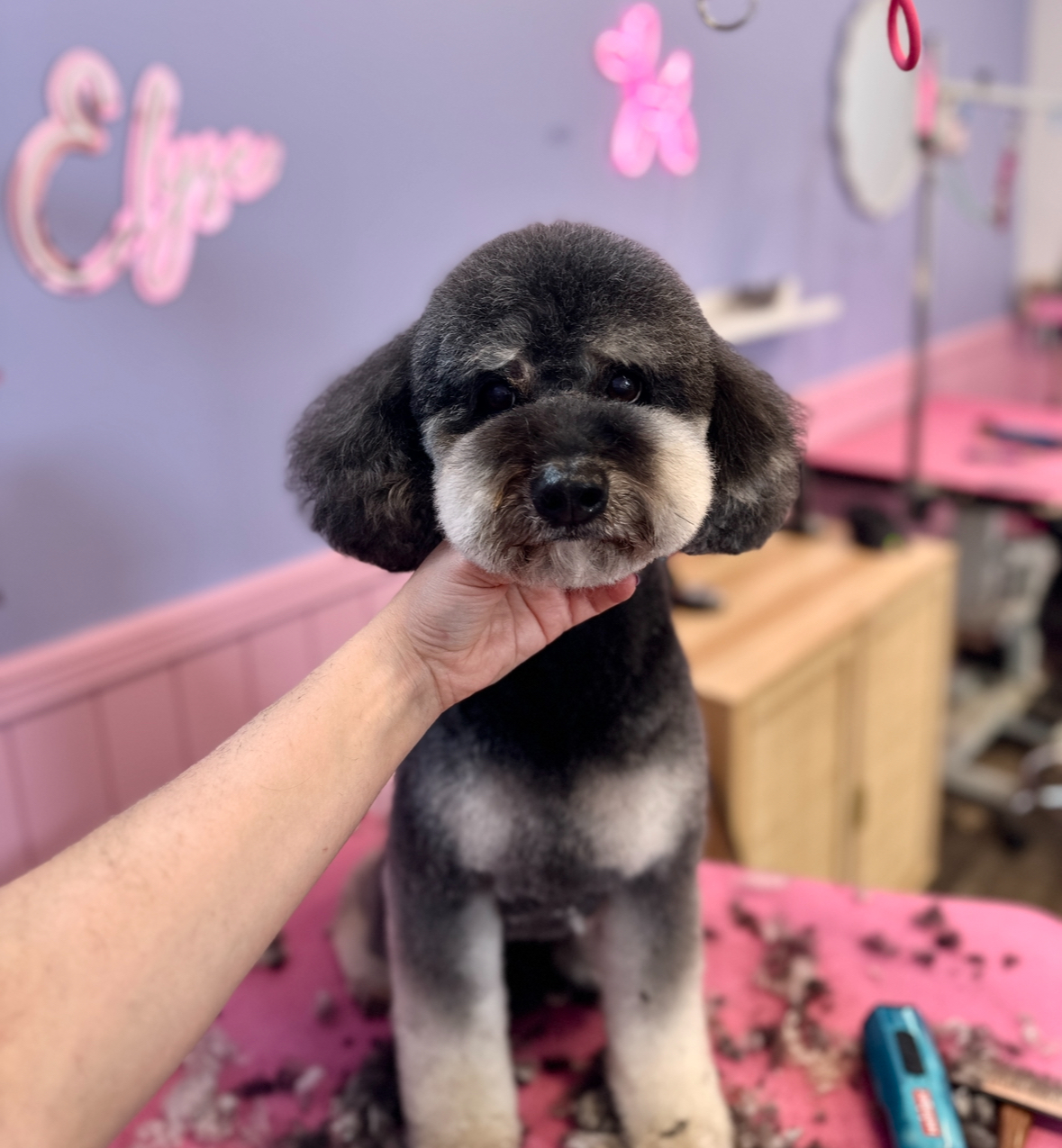 Michelle's Dog Grooming — Pet Groomers