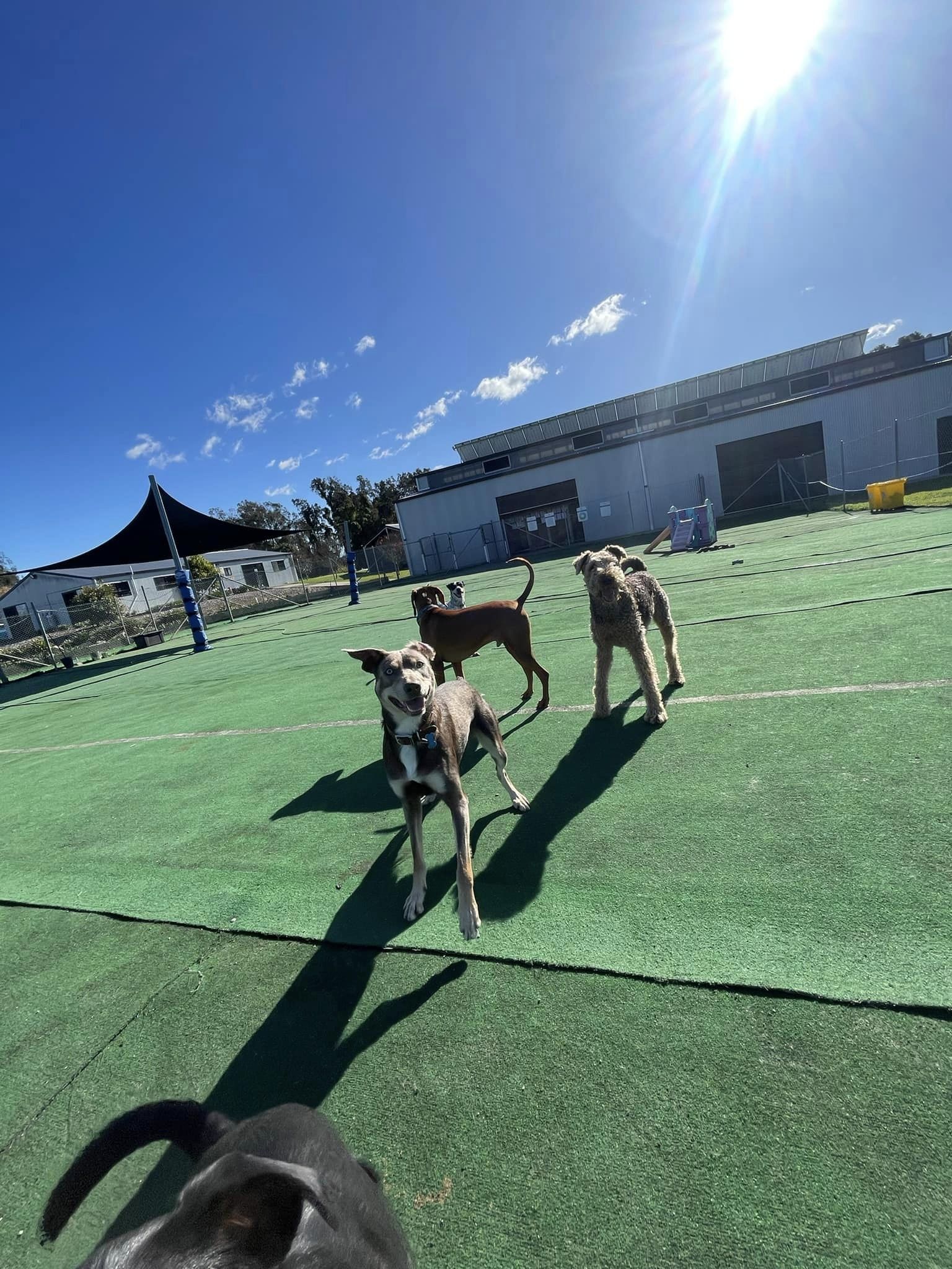 Newcastle Pet Resort