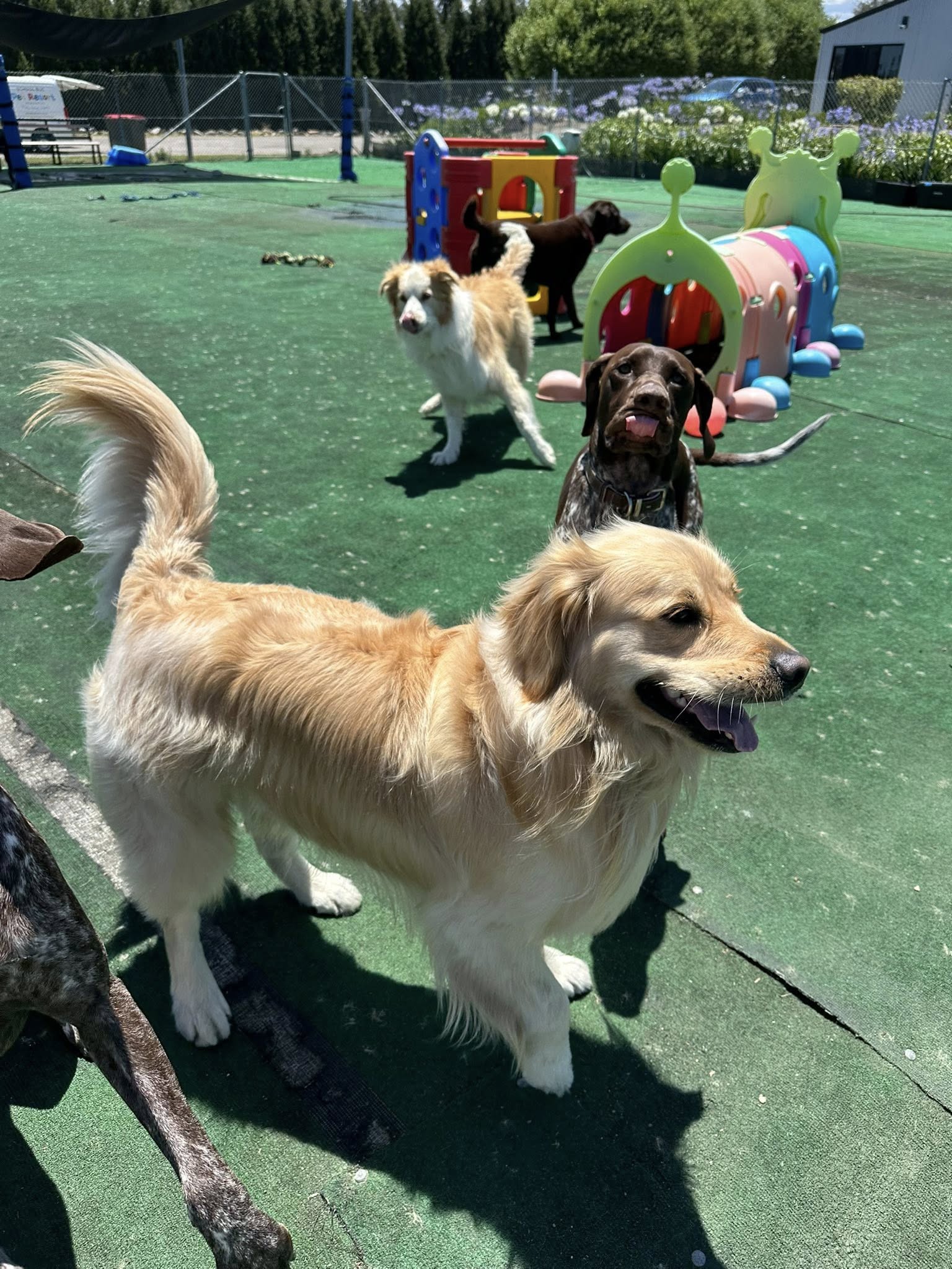 Newcastle Pet Resort