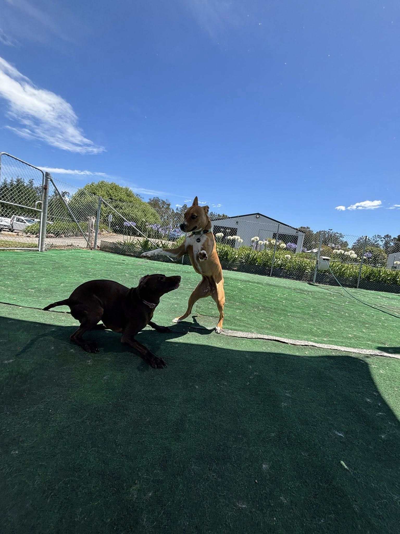 Newcastle Pet Resort