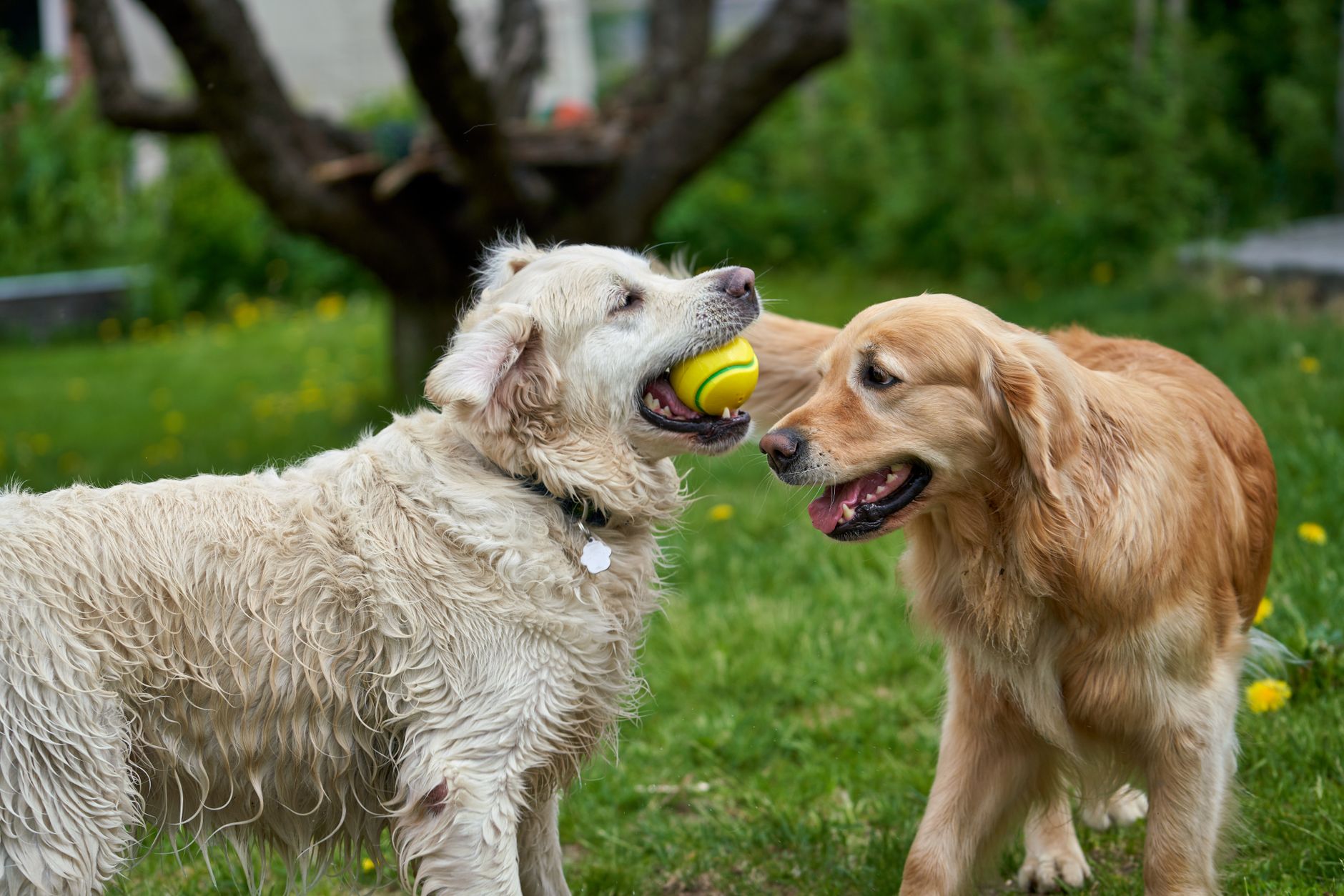 Newcastle Pet Resort
