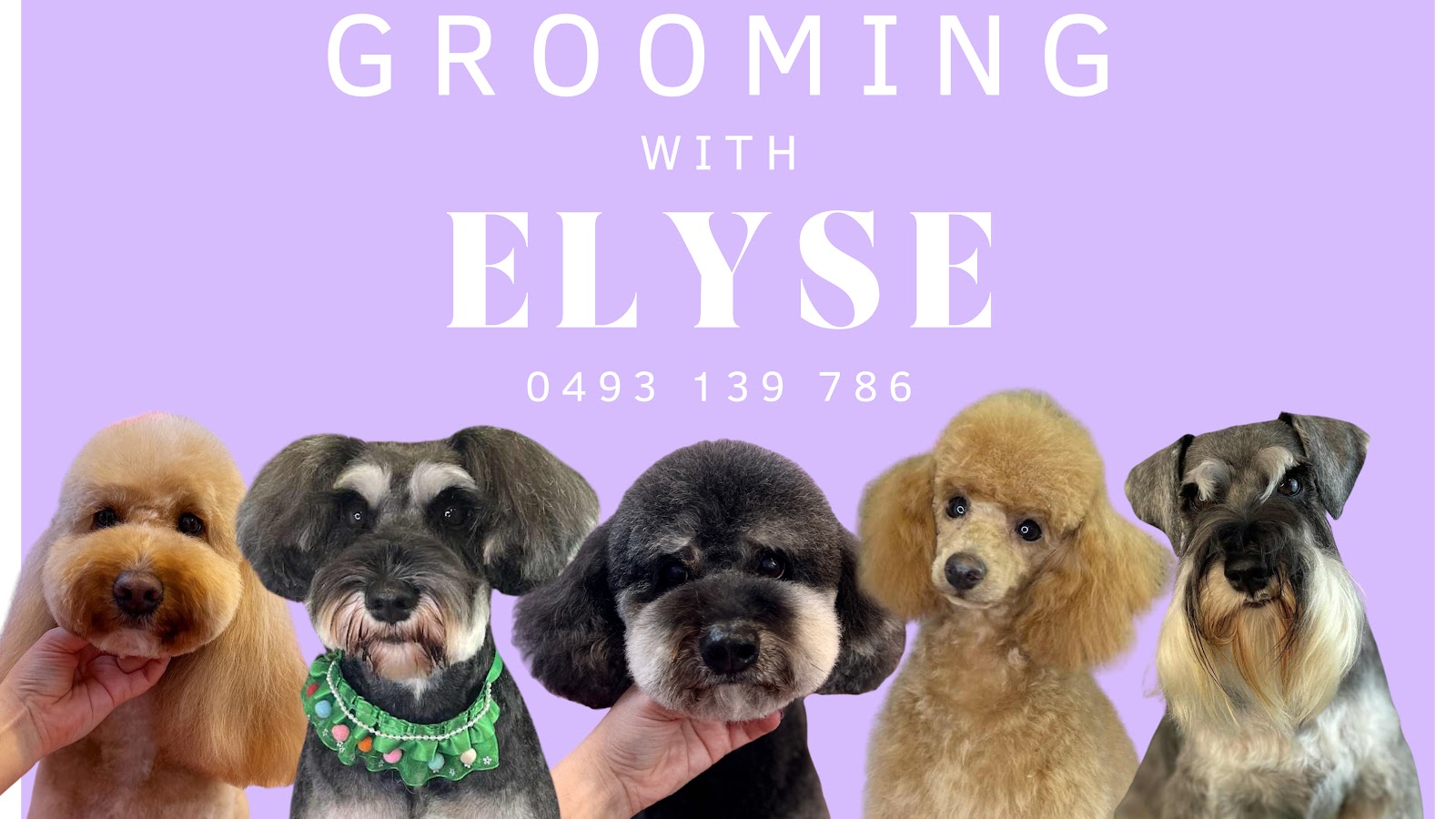 Grooming with Elyse — Pet Groomers