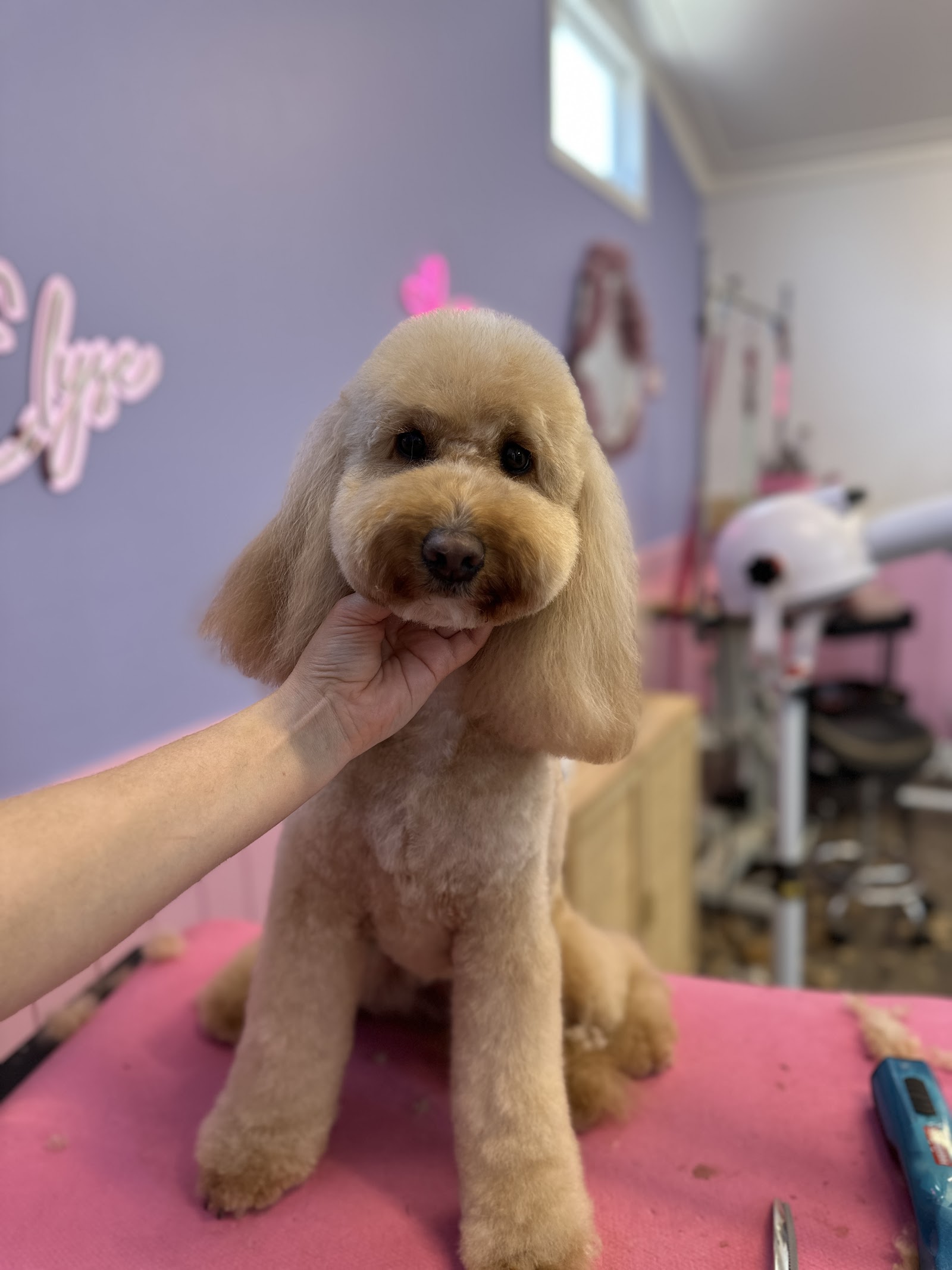 Grooming with Elyse
