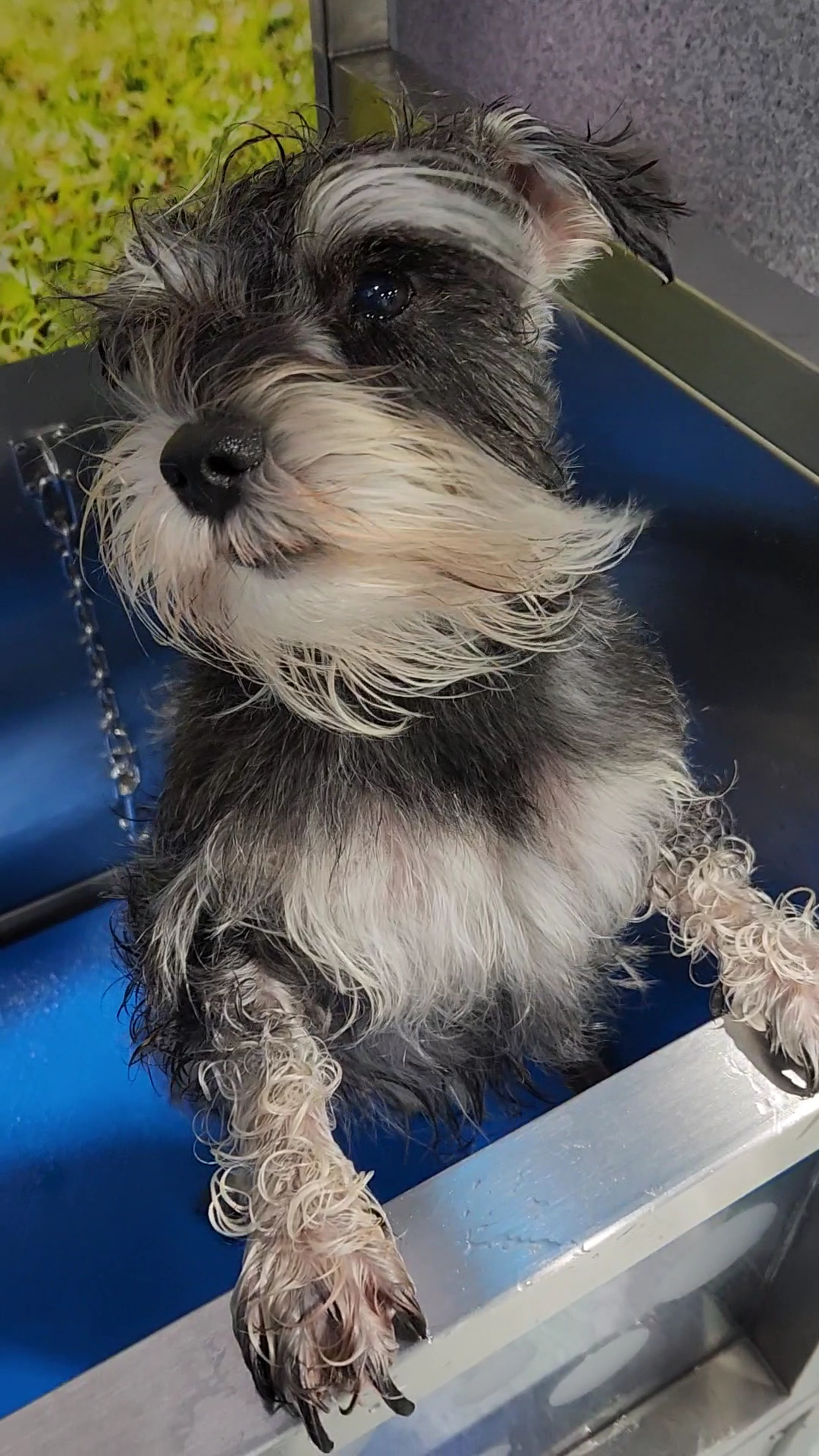 Petstock Taylors Beach — Pet Groomers