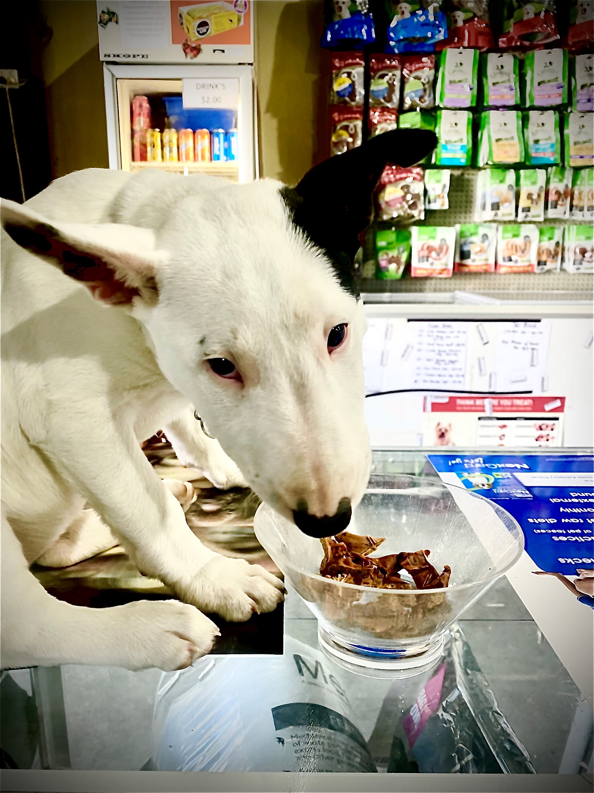 Port Stephens Pet Warehouse — Pet Groomers