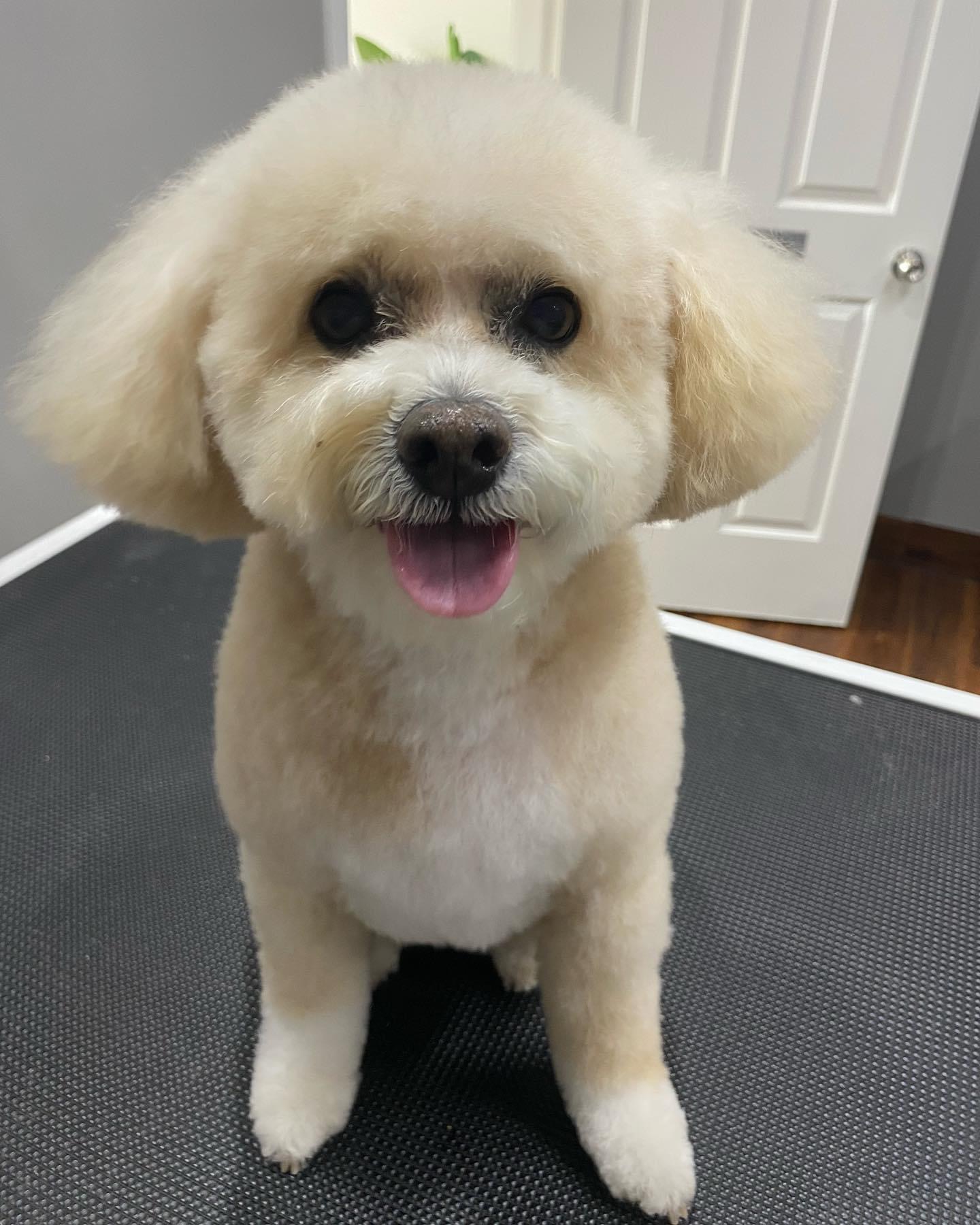 Emma's Little Groom Room — Pet Groomers