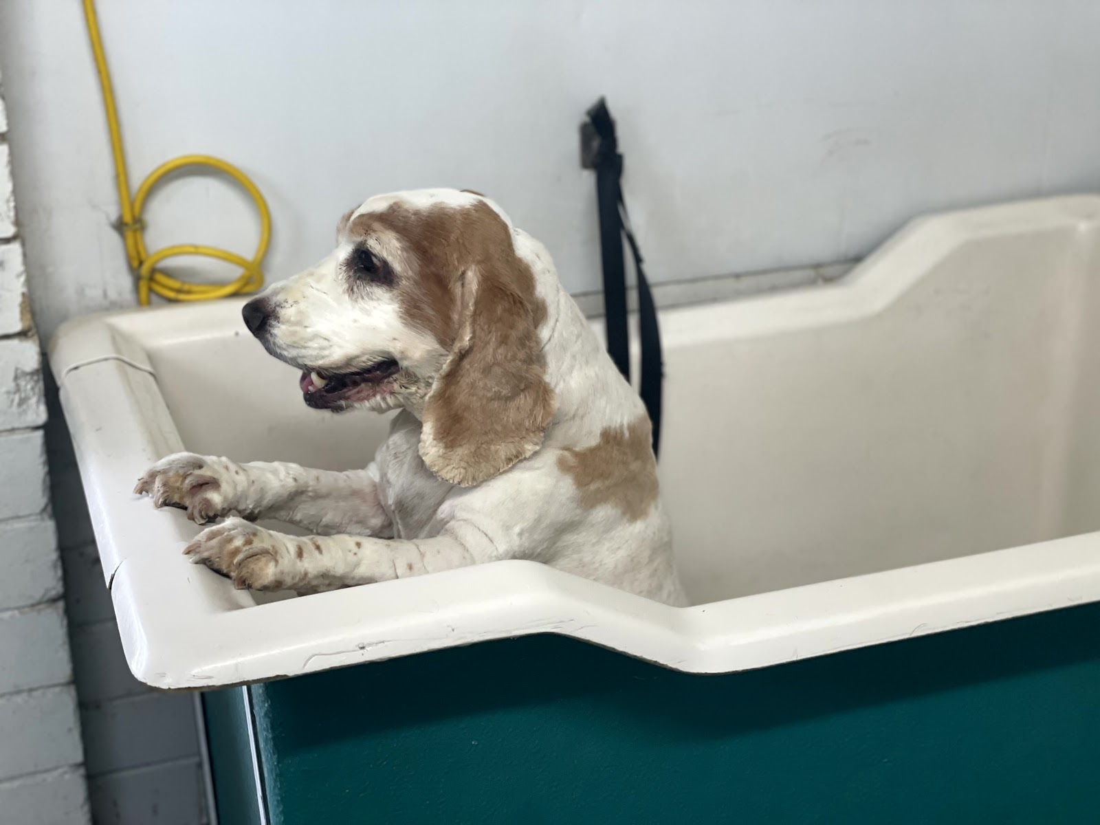 Happy Hounds Small to Medium Dog Grooming