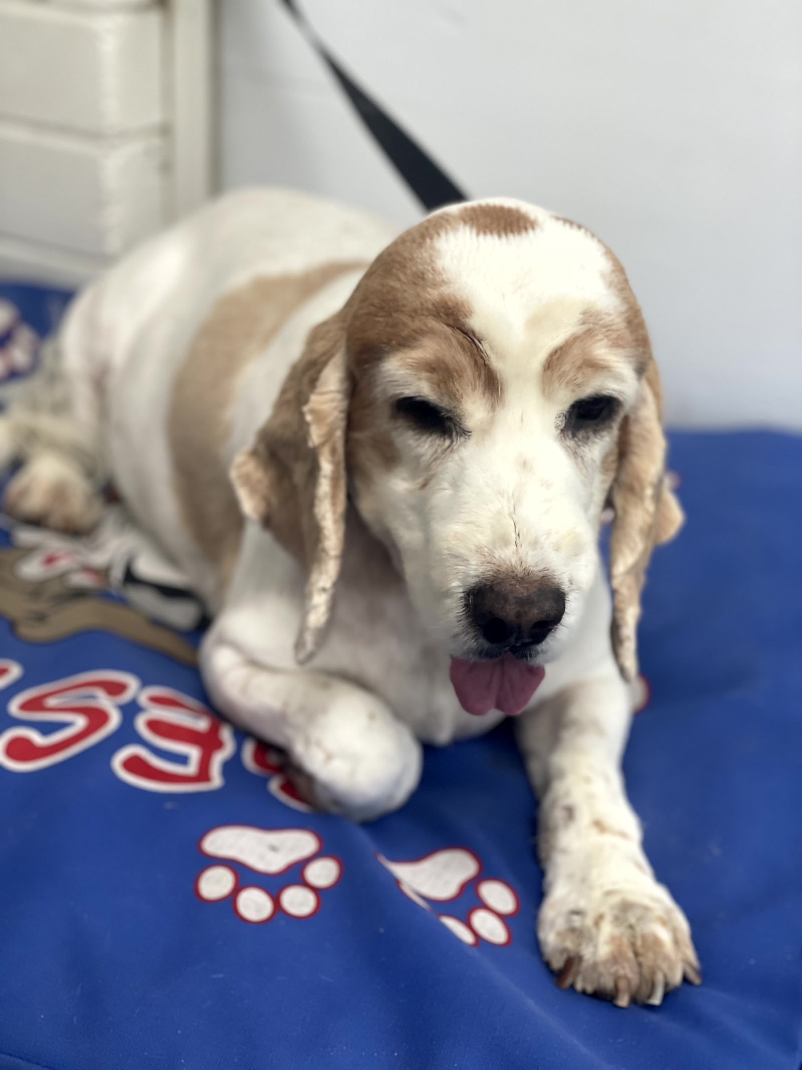Happy Hounds Small to Medium Dog Grooming