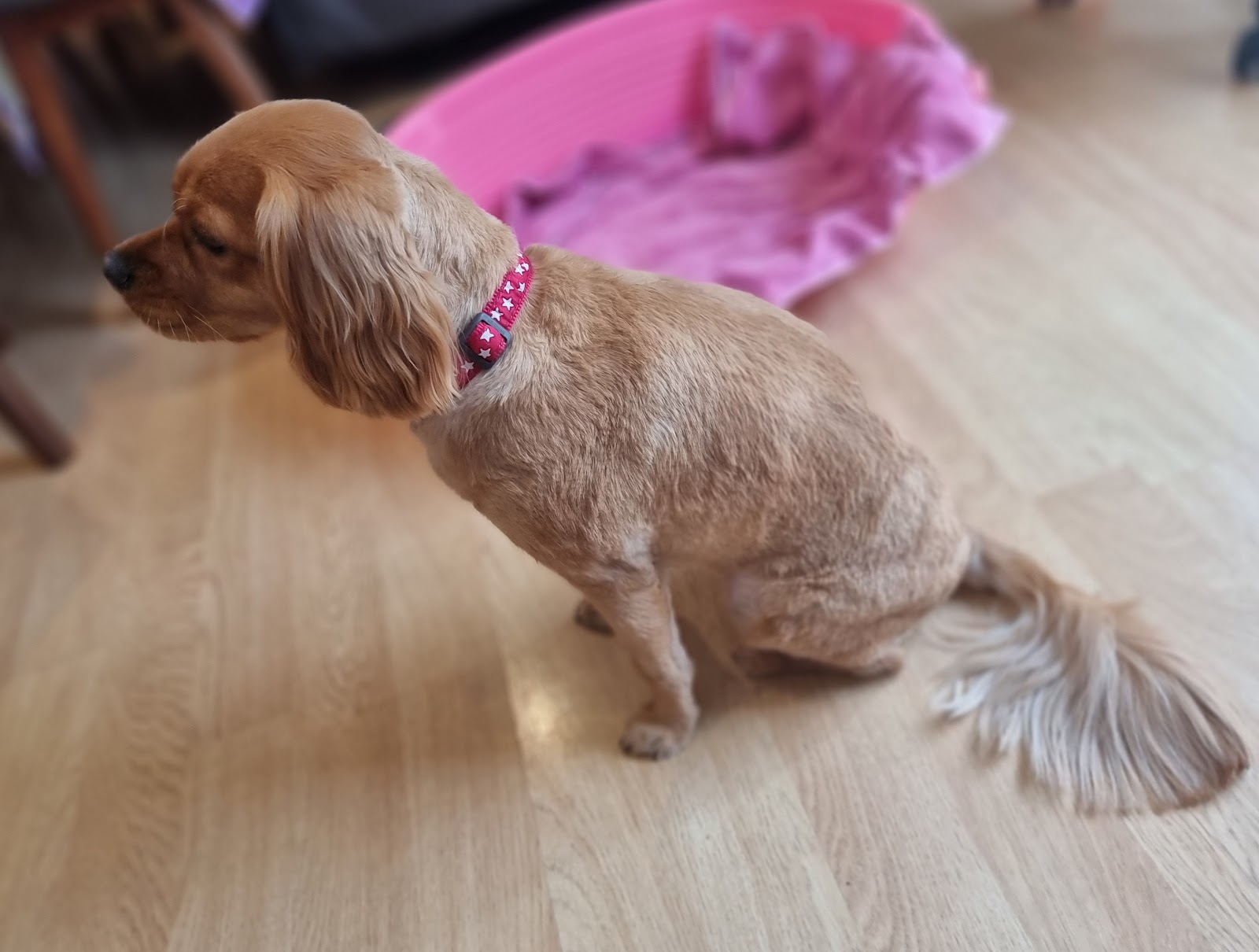 Happy Hounds Small to Medium Dog Grooming