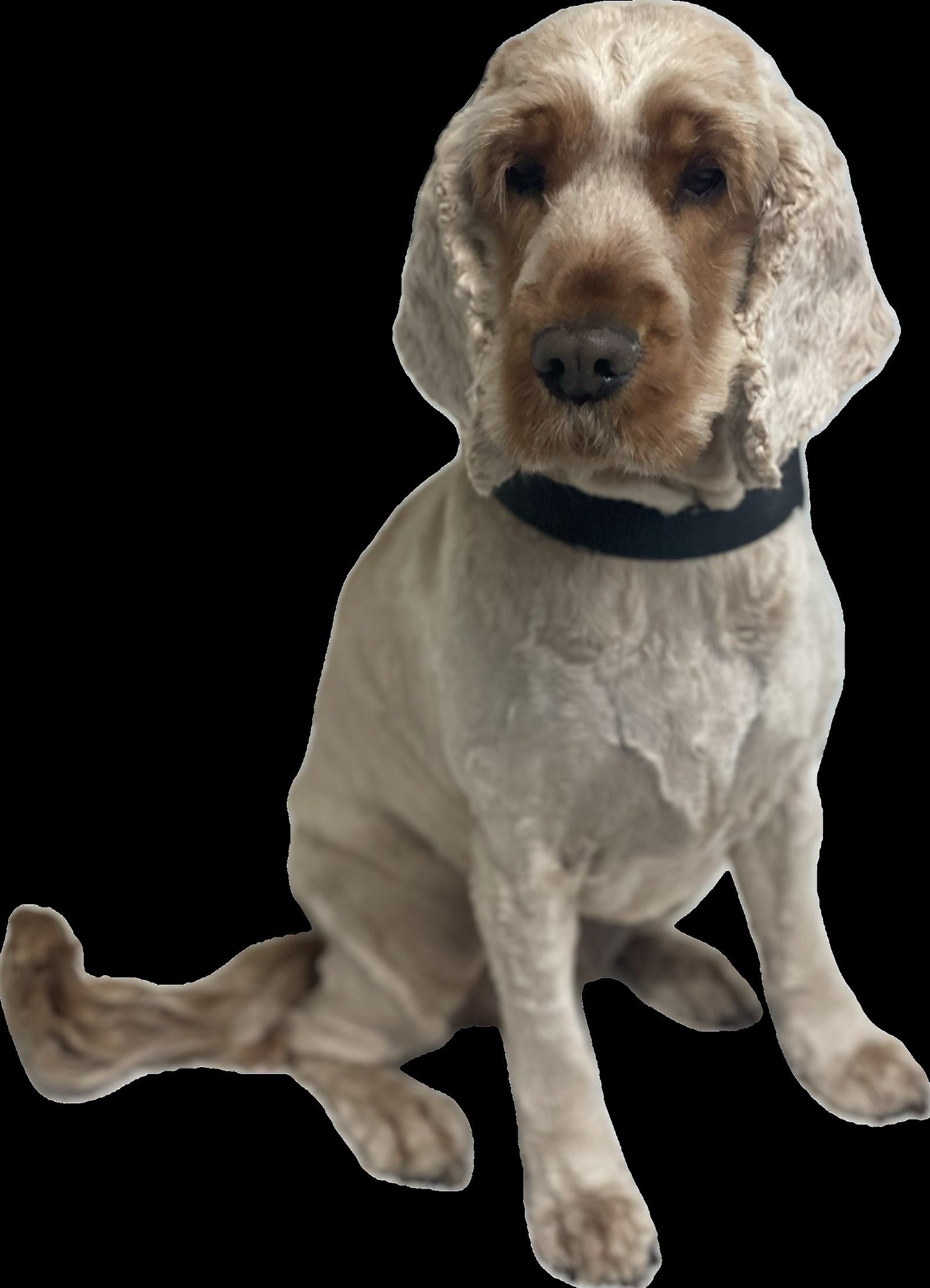 Happy Hounds Small to Medium Dog Grooming