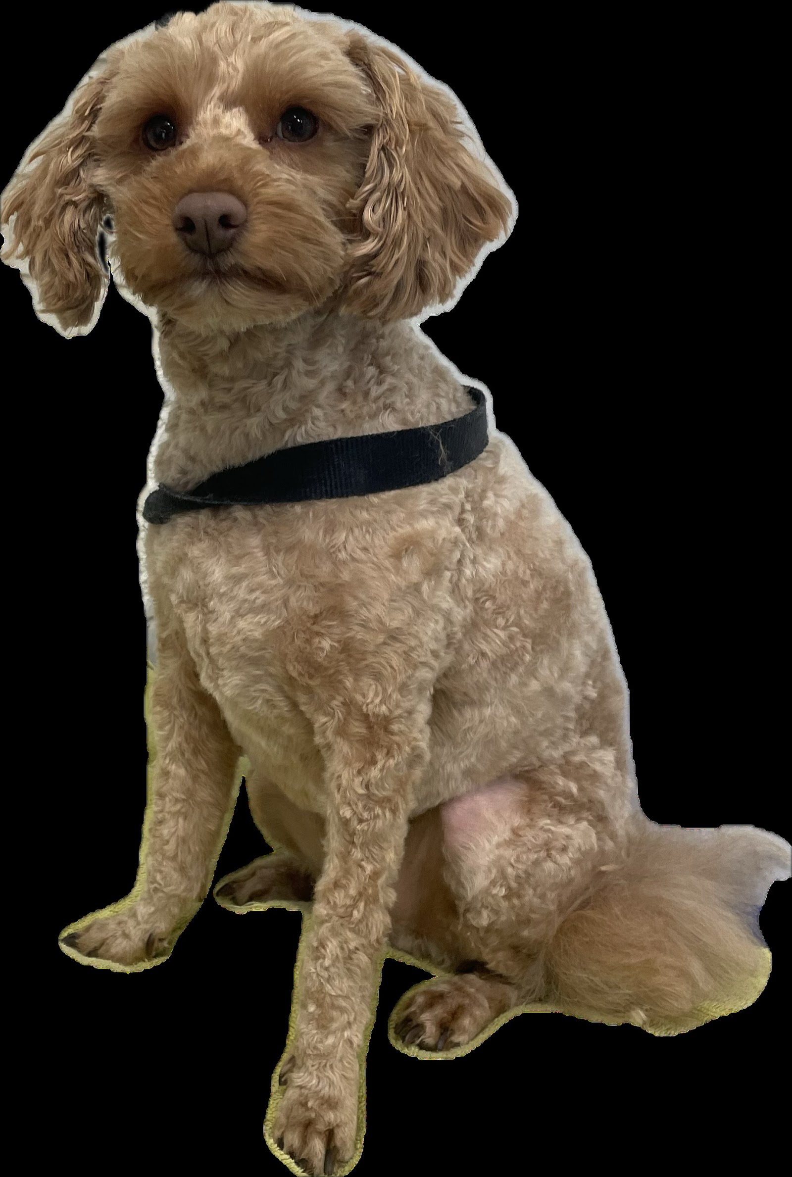 Happy Hounds Small to Medium Dog Grooming