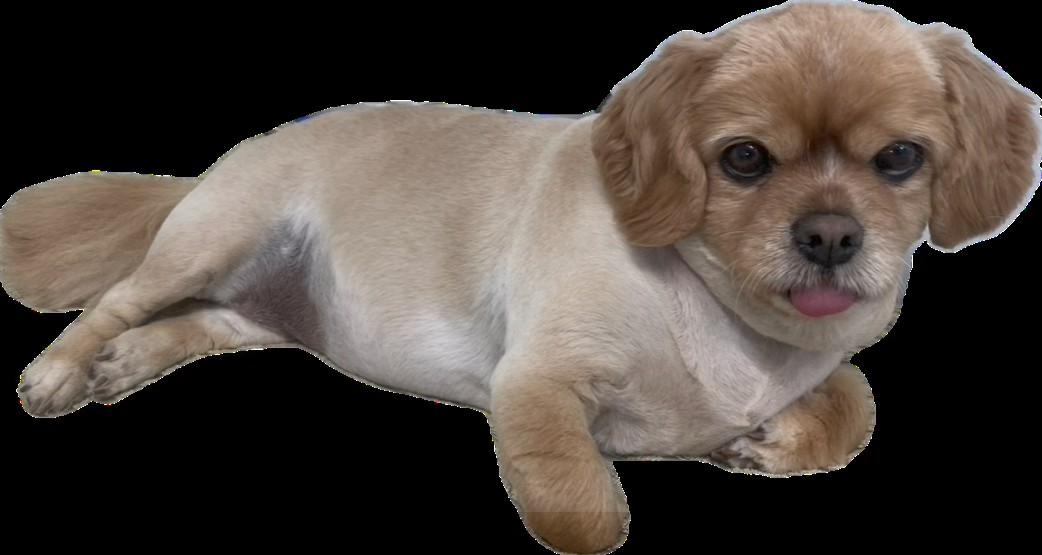 Happy Hounds Small to Medium Dog Grooming