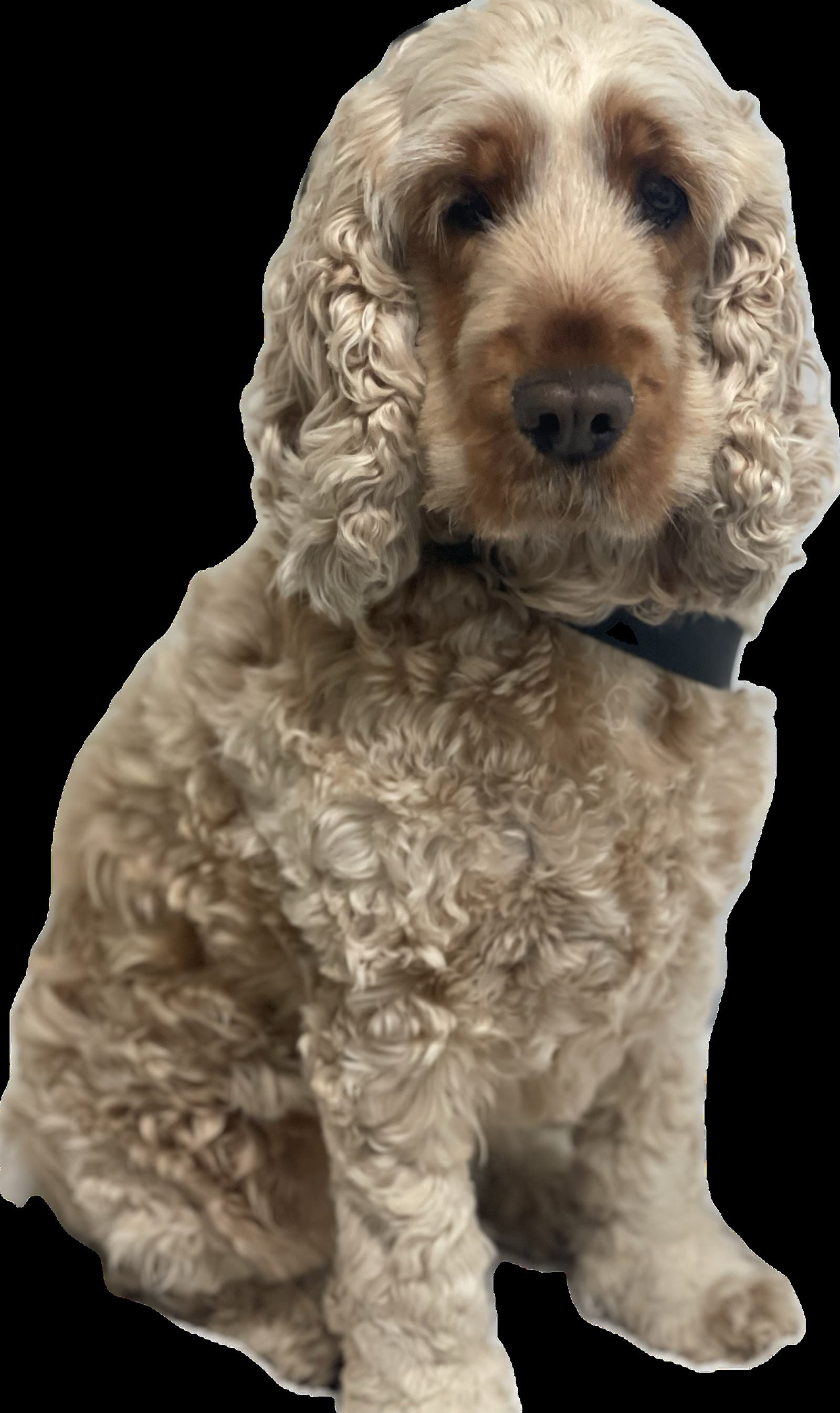 Happy Hounds Small to Medium Dog Grooming