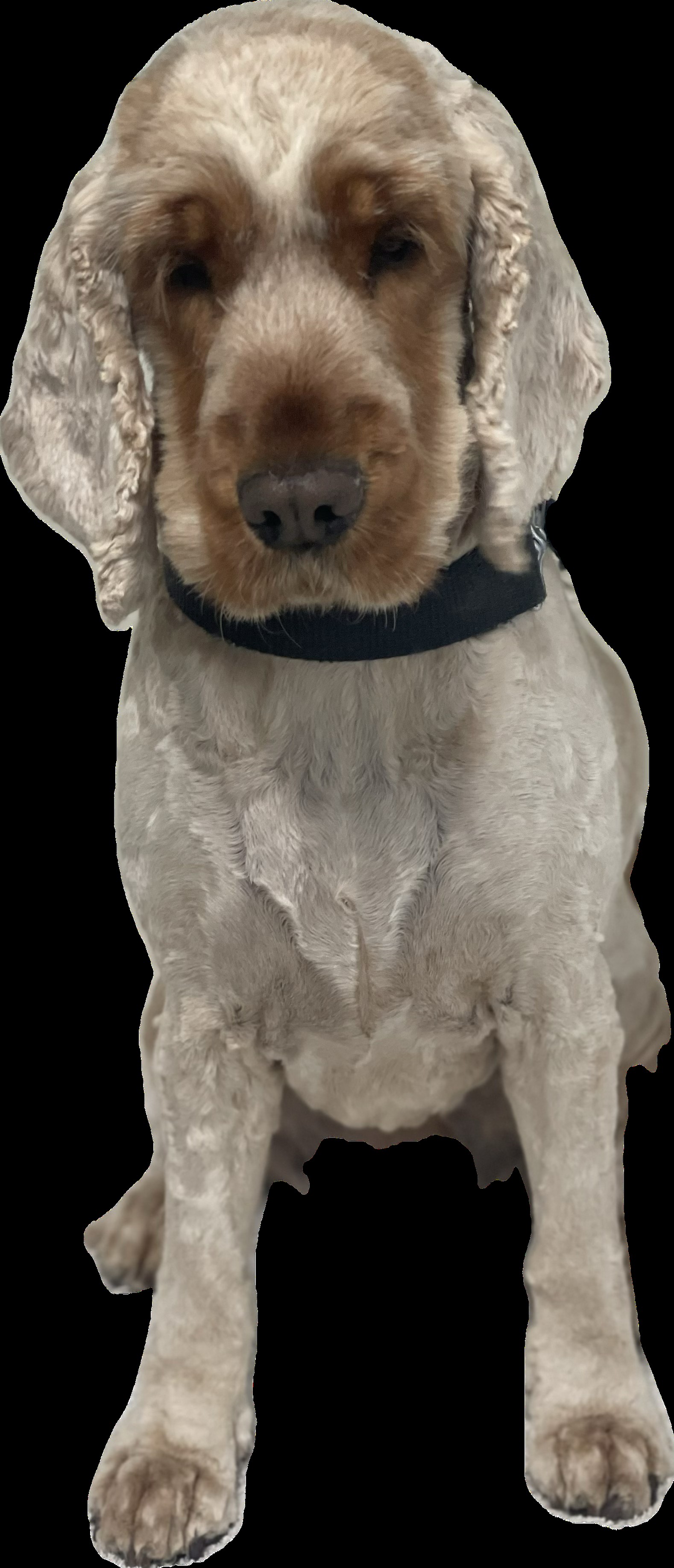 Happy Hounds Small to Medium Dog Grooming