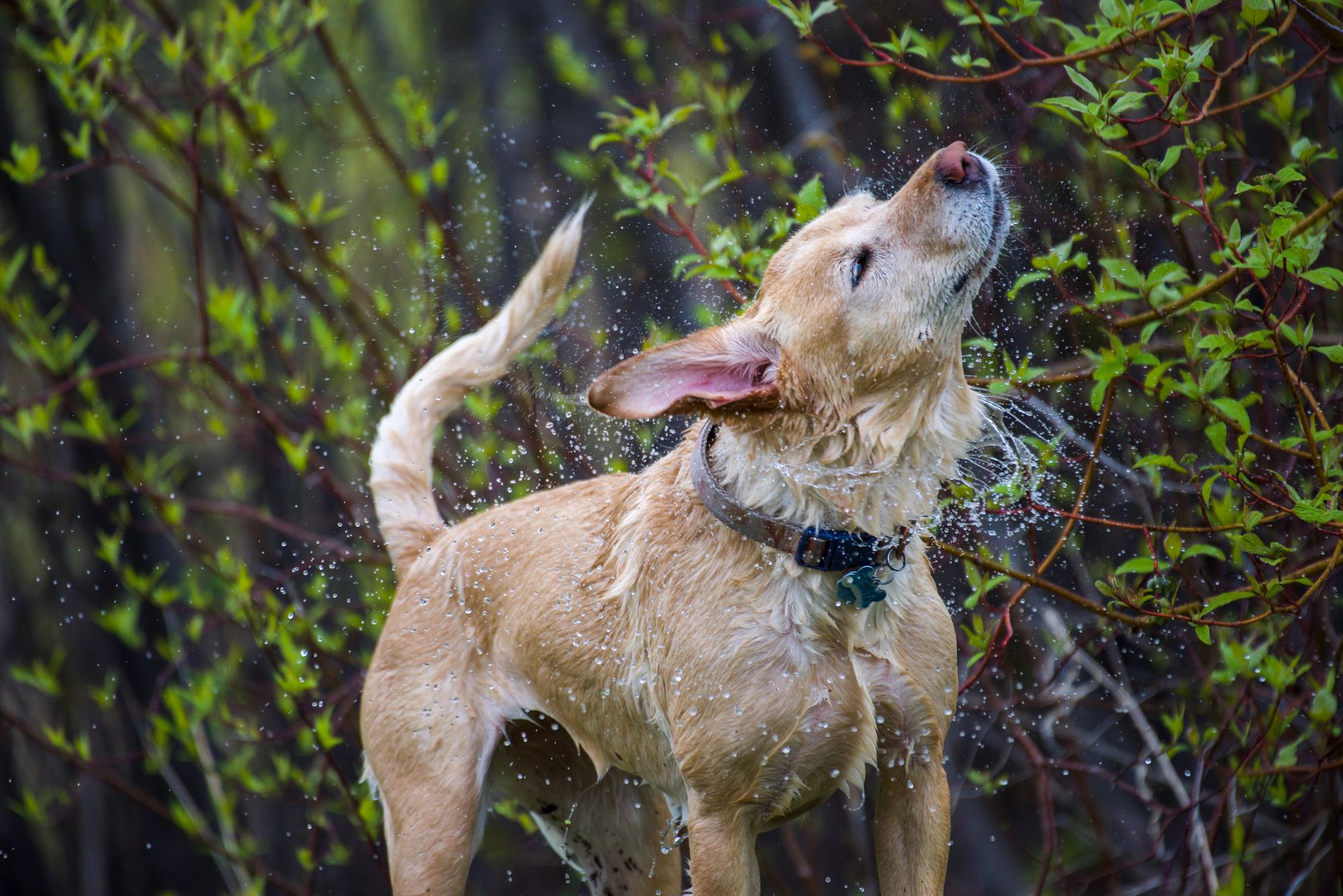 Great Lakes Veterinary Clinic