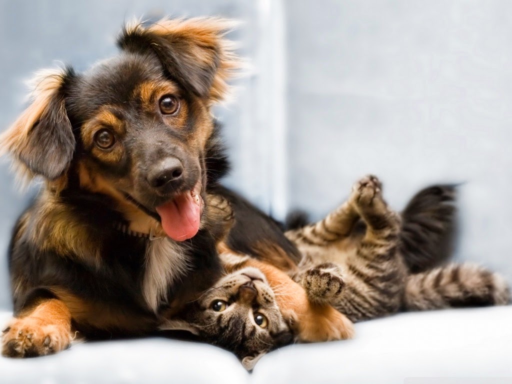 Forster Veterinary Hospital — Pet Groomers