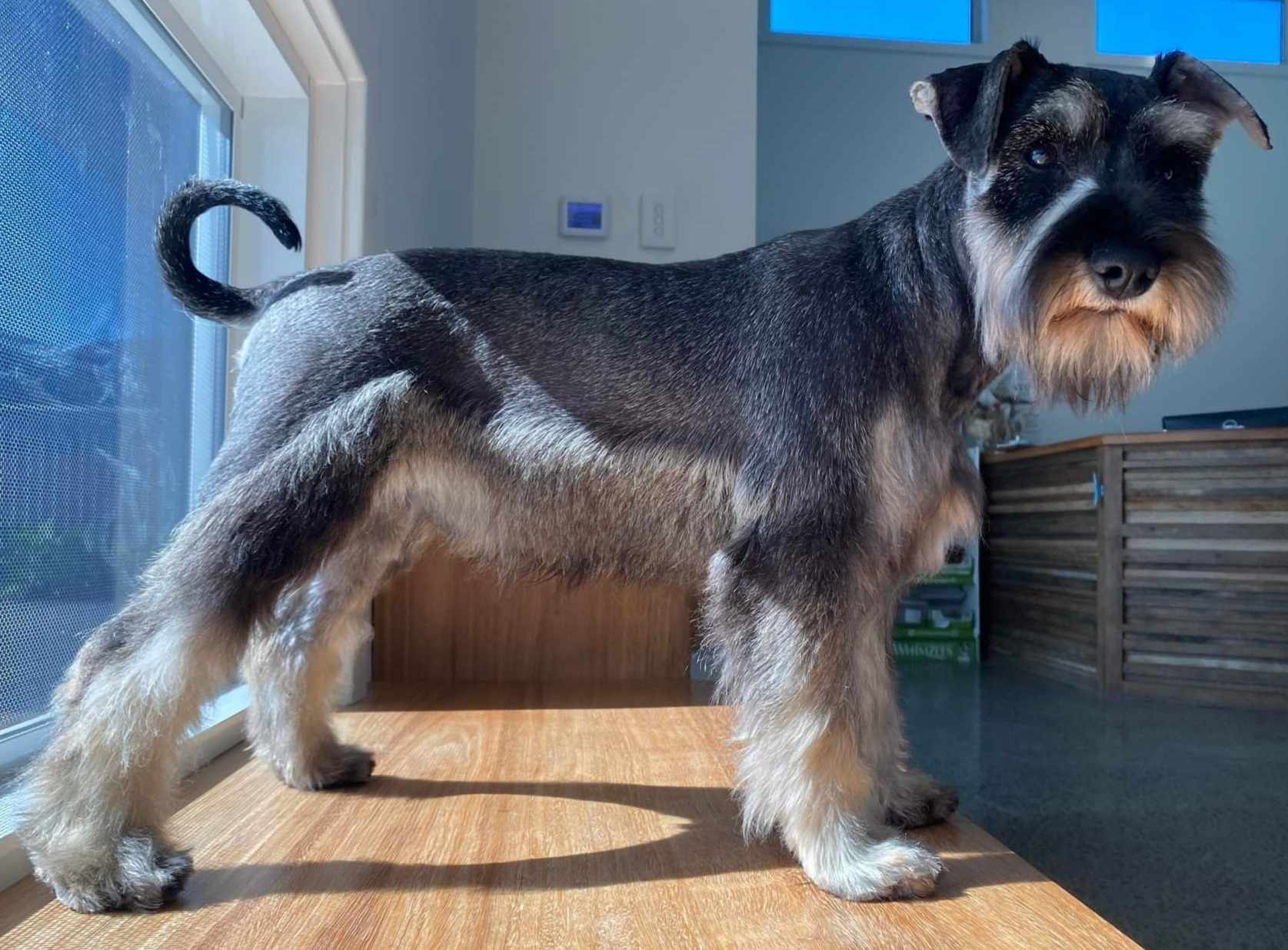 Forster Grooming By Hayley — Pet Groomers