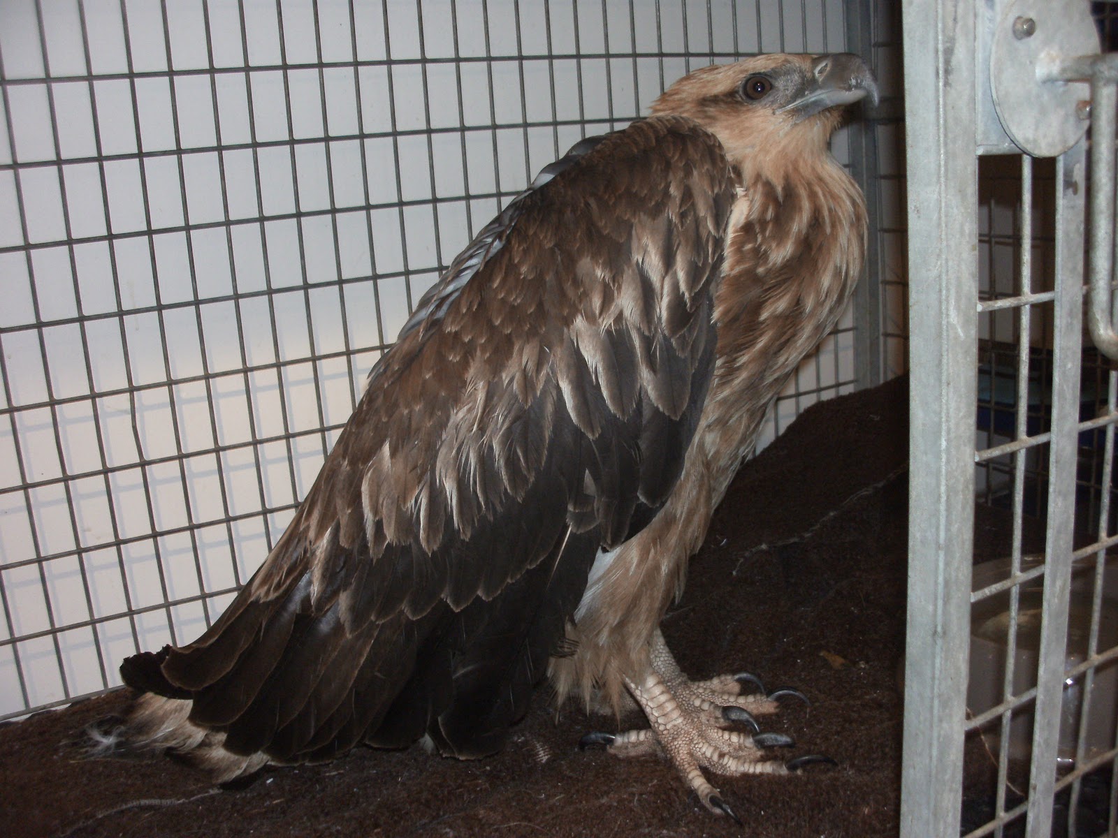 Cape Hawke Veterinary Hospital