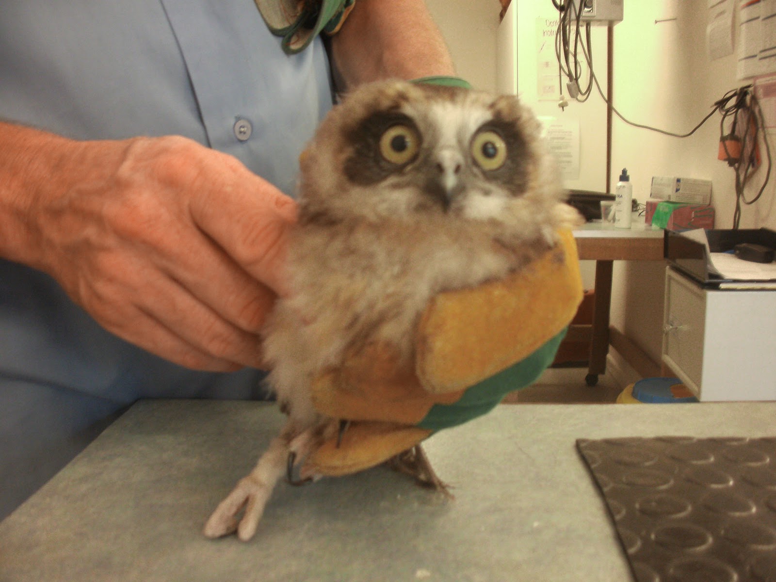 Cape Hawke Veterinary Hospital