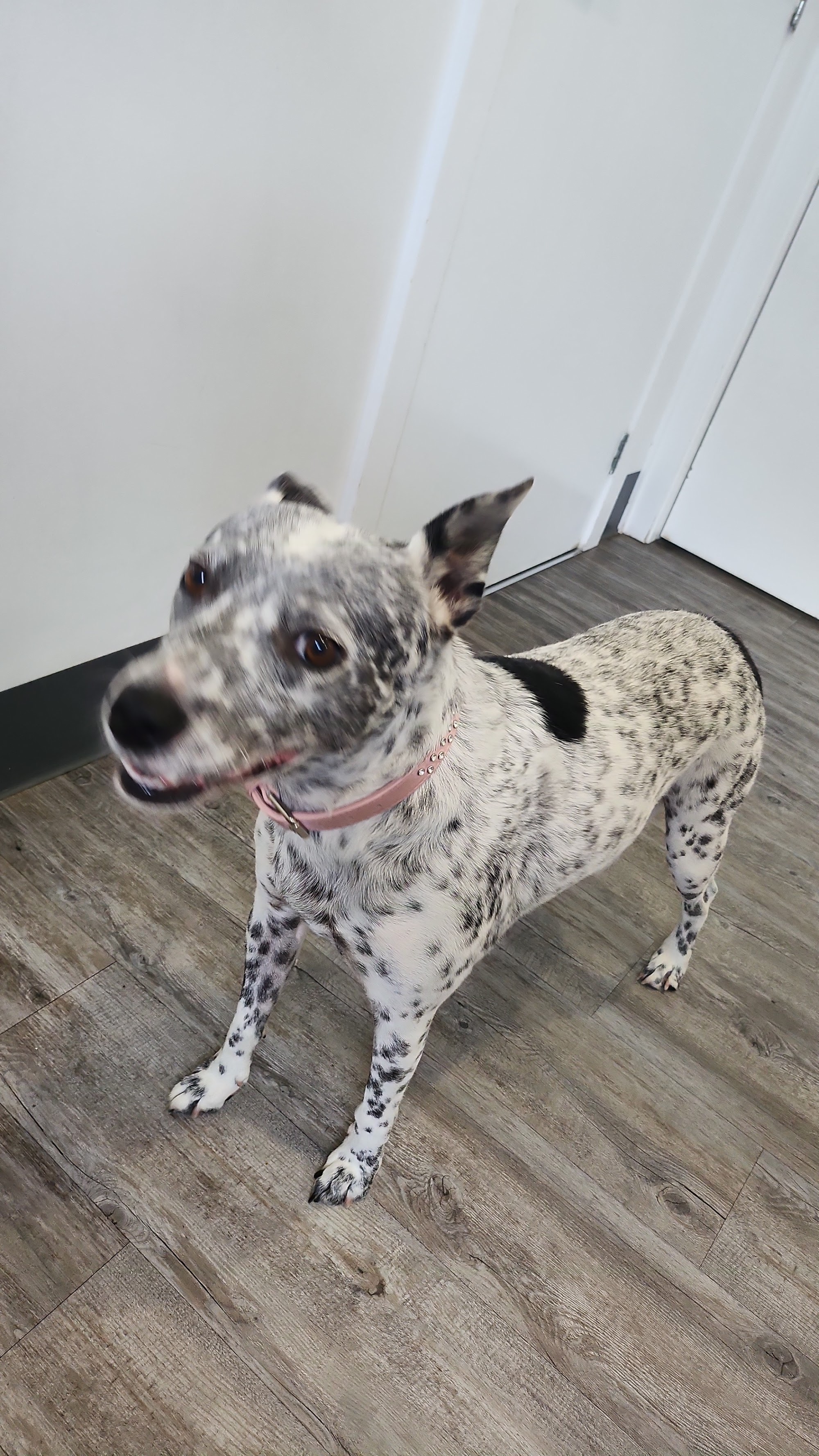 Sweet Pea Animal Hospital