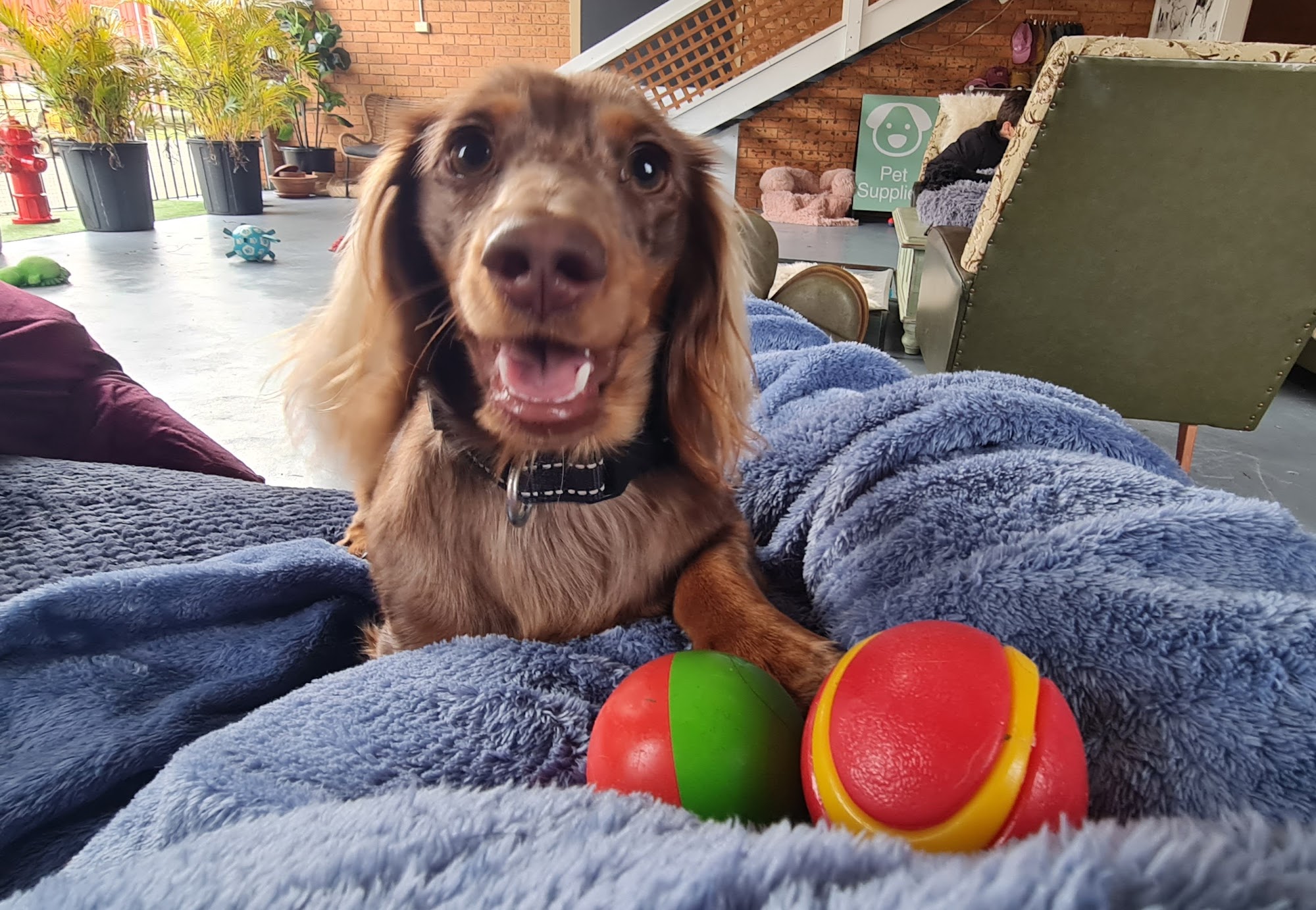 Fur Babies Forster Tuncurry — Pet Groomers