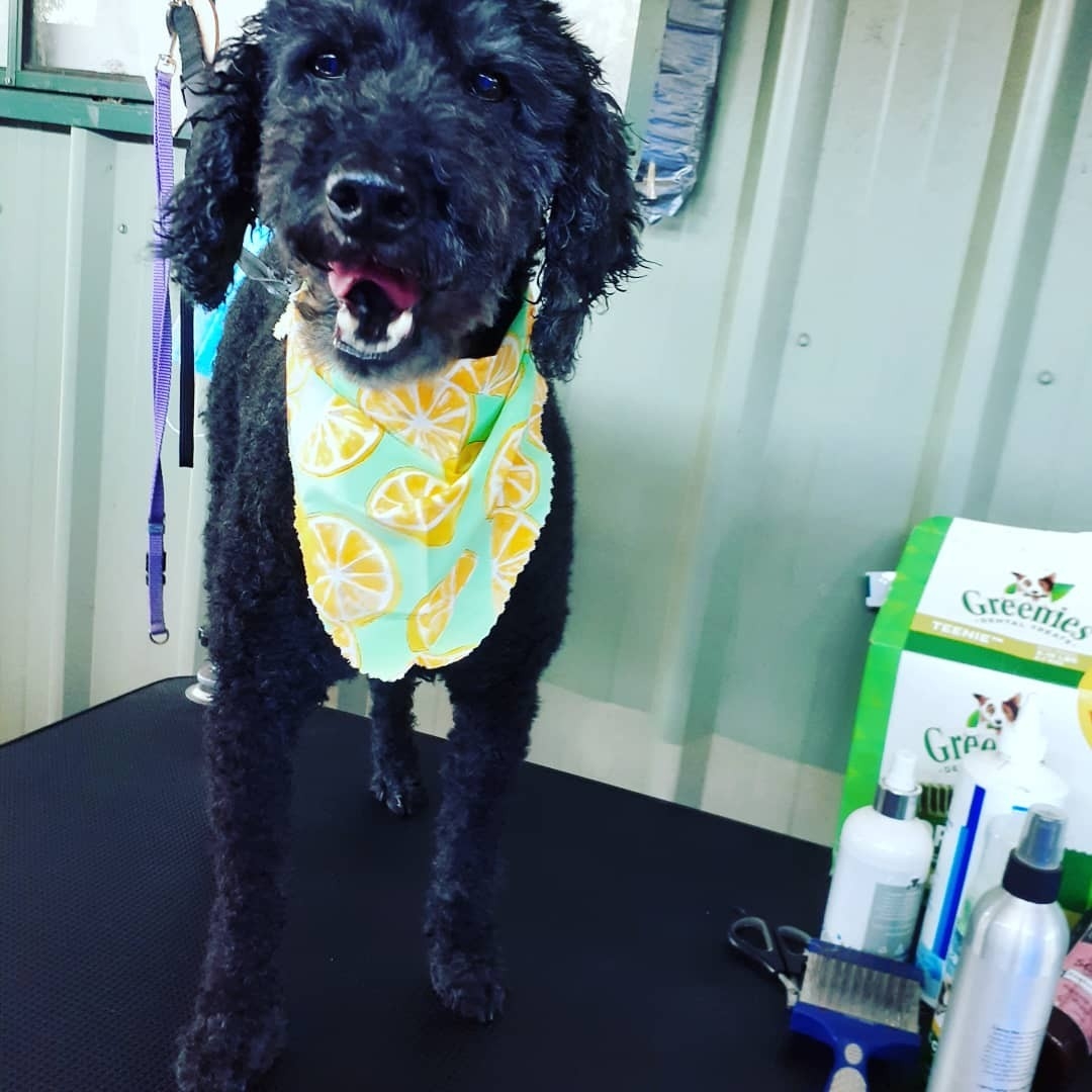 HappyPet Cares — Pet Groomers
