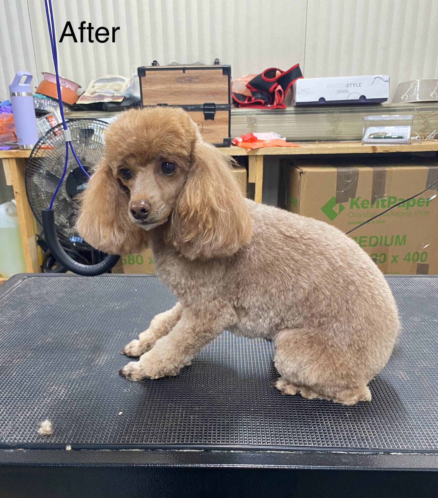 Hairy Hounds Dog Grooming — Pet Groomers