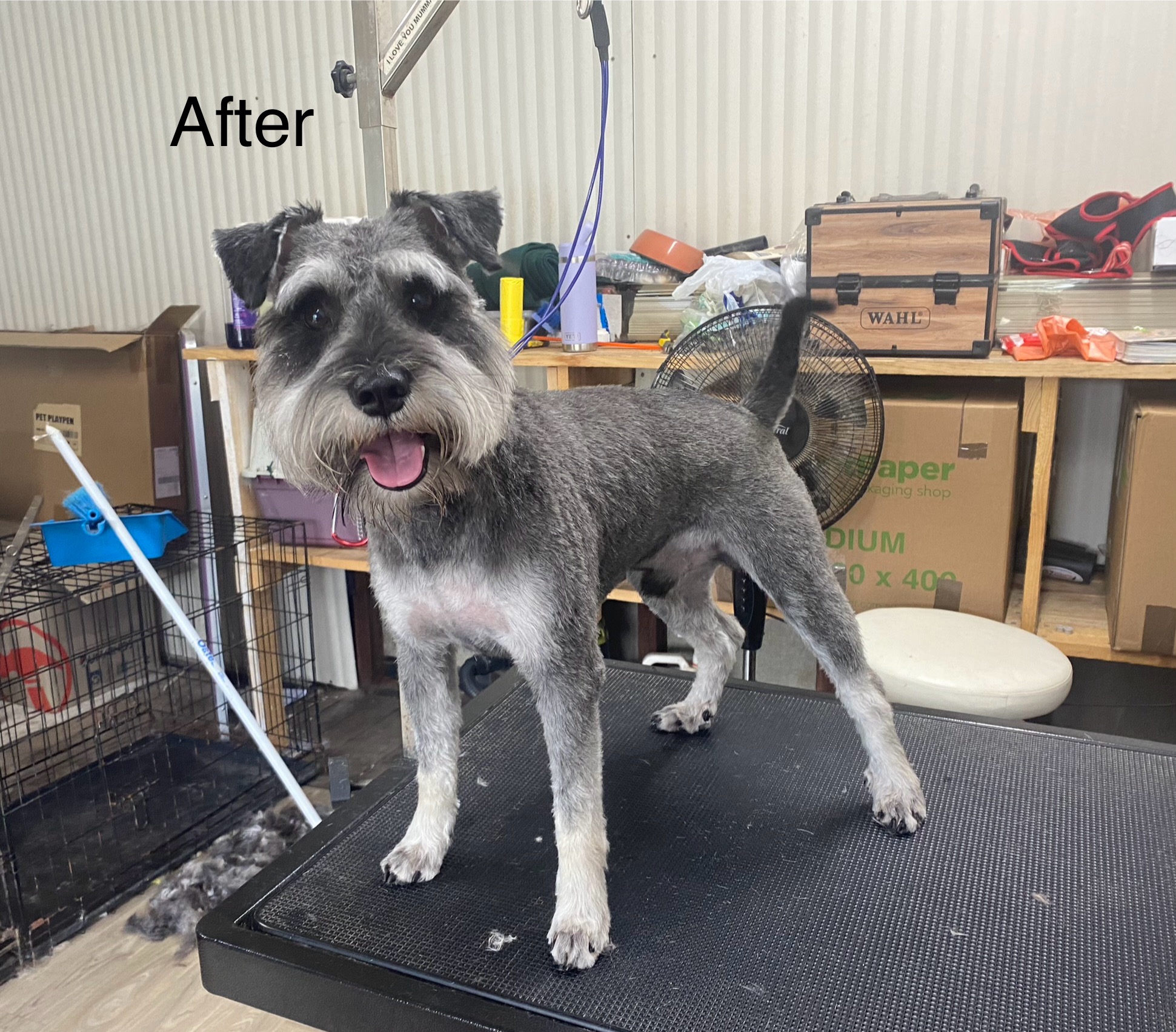 Hairy Hounds Dog Grooming