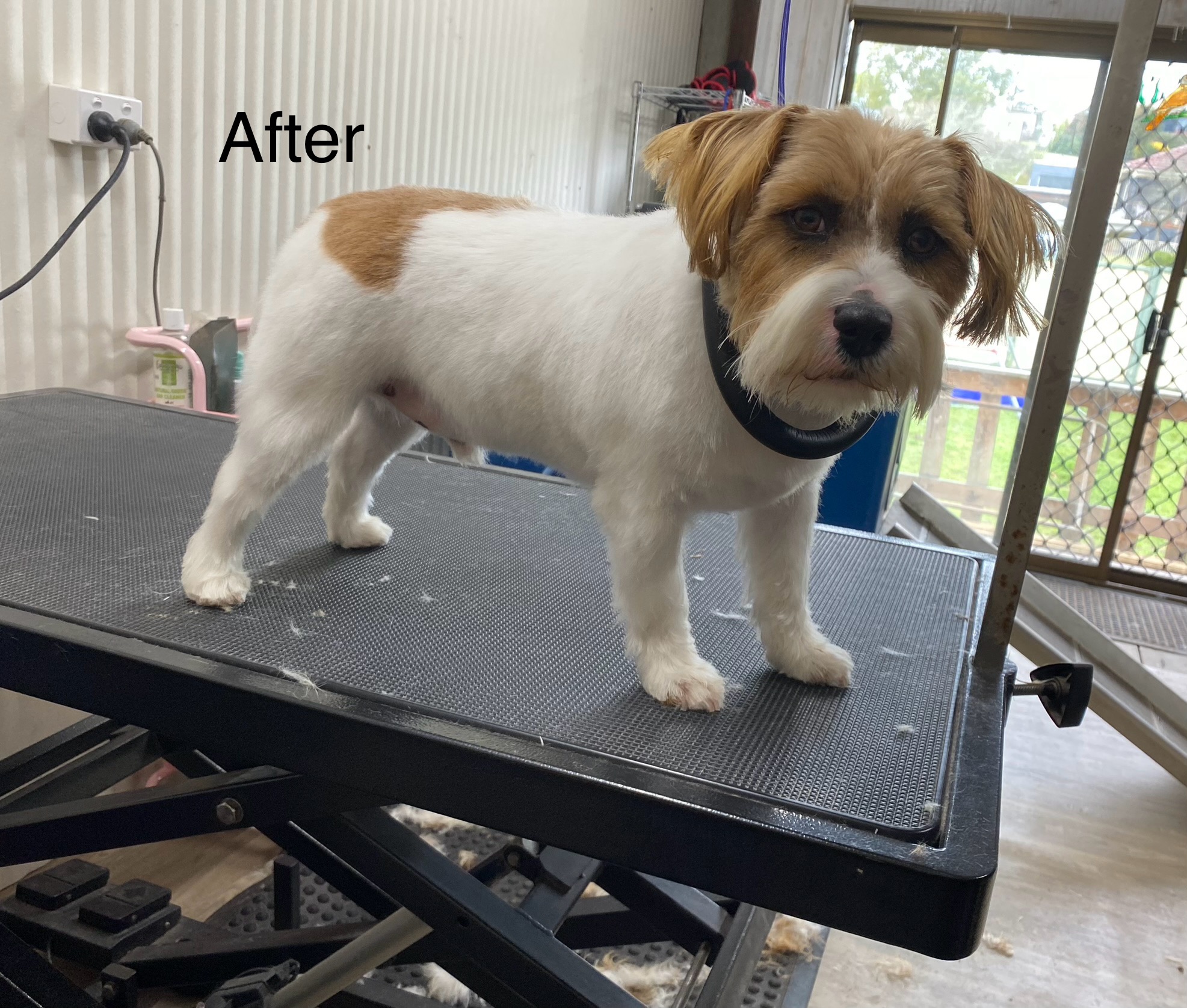 Hairy Hounds Dog Grooming