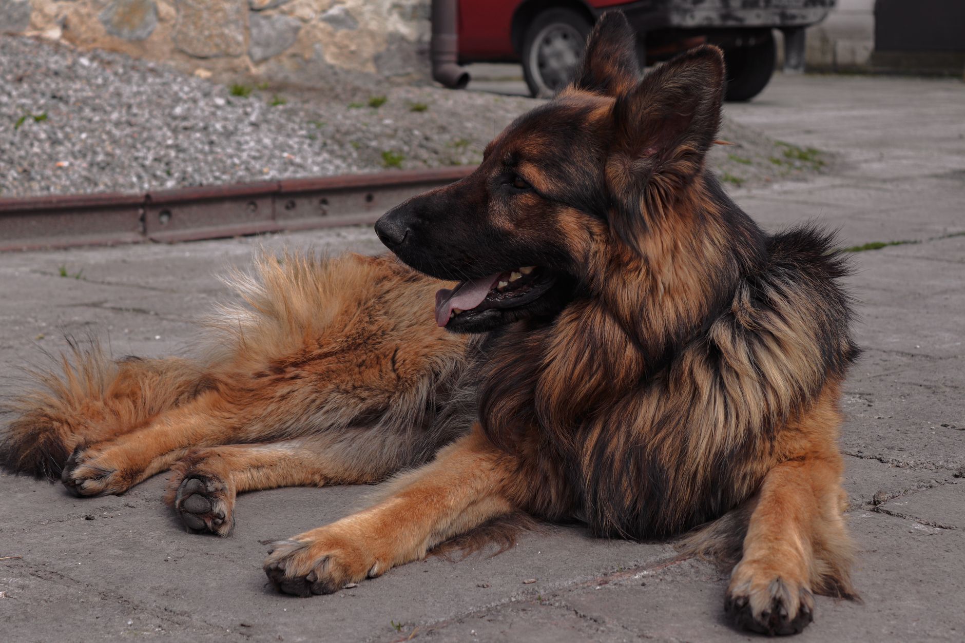 Hairy Hounds Dog Grooming