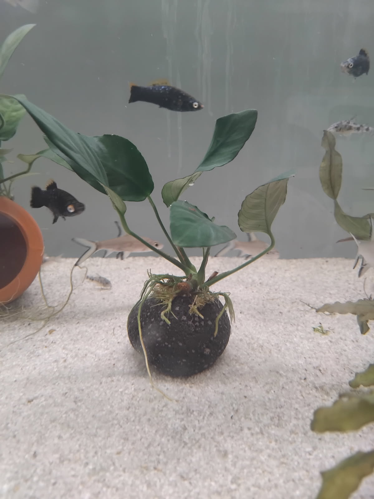 VITALIZE AQUATICS — Pet Groomers