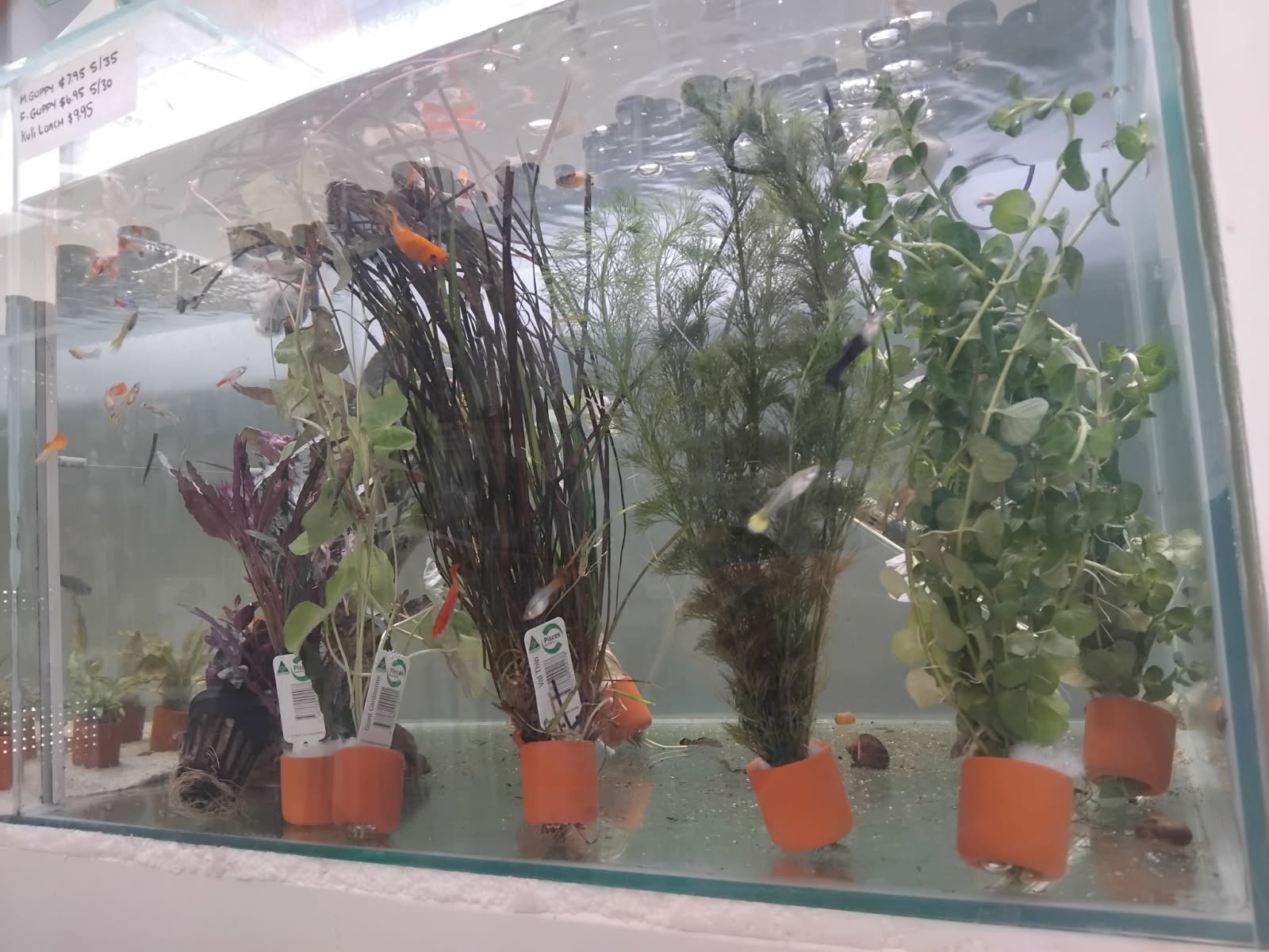 VITALIZE AQUATICS