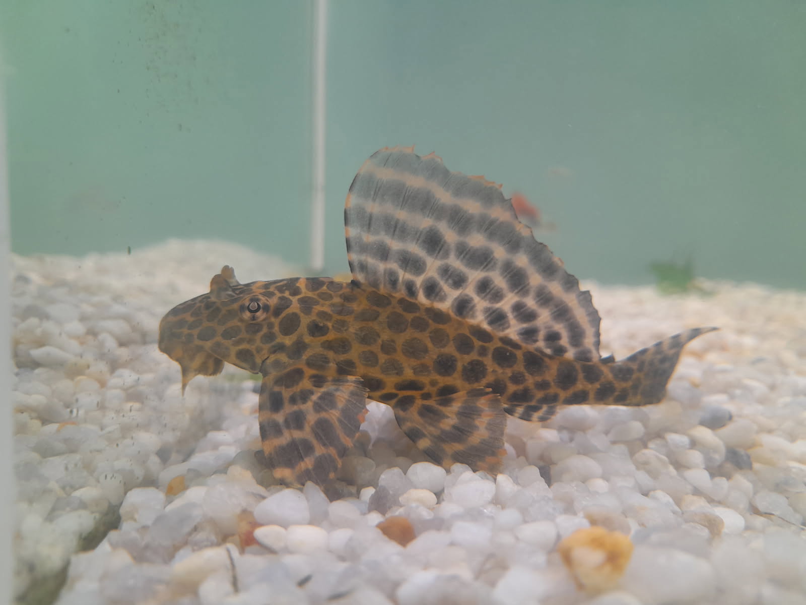 VITALIZE AQUATICS
